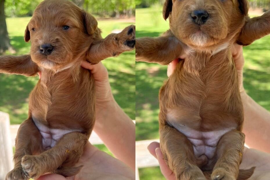 Puppies from September 2022