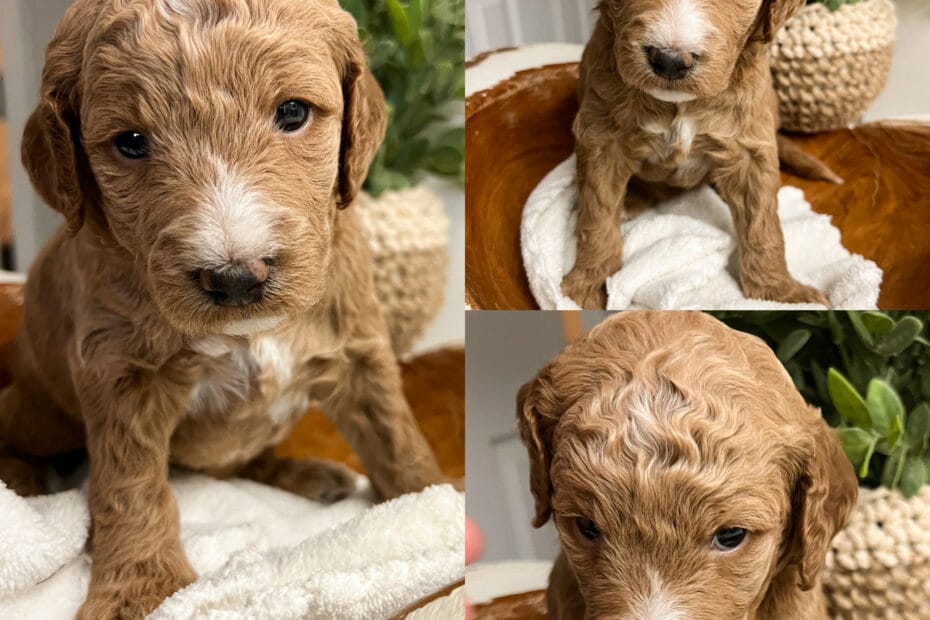 Puppies from August 2022