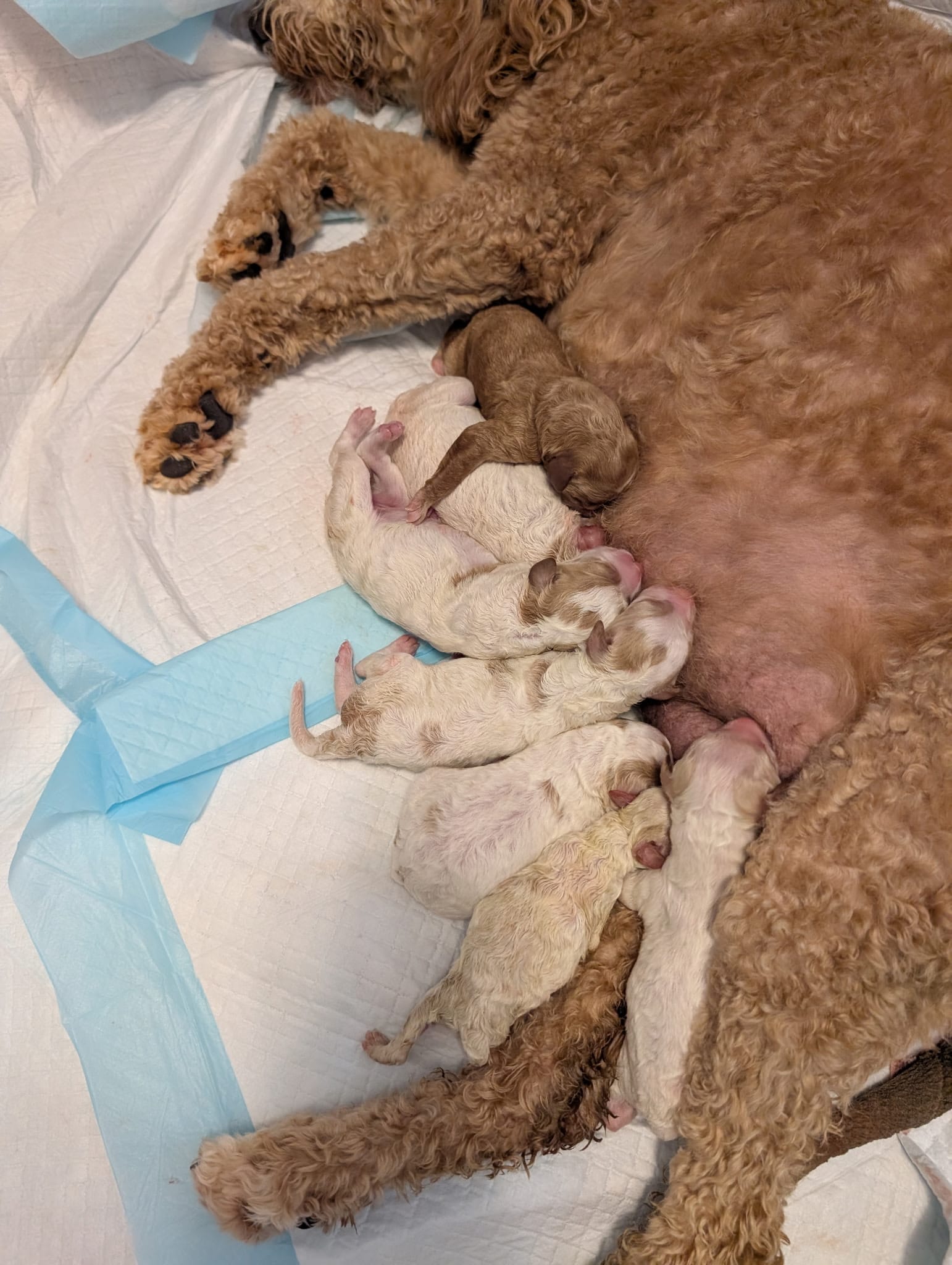 Sophie and Ernie litter from October 2025!