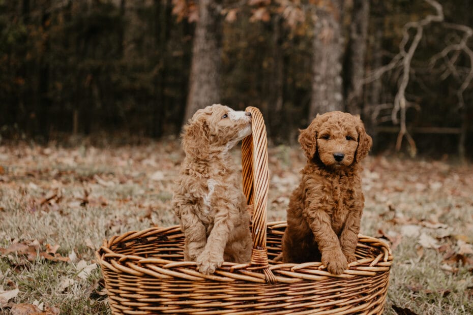 Puppies from November 2022