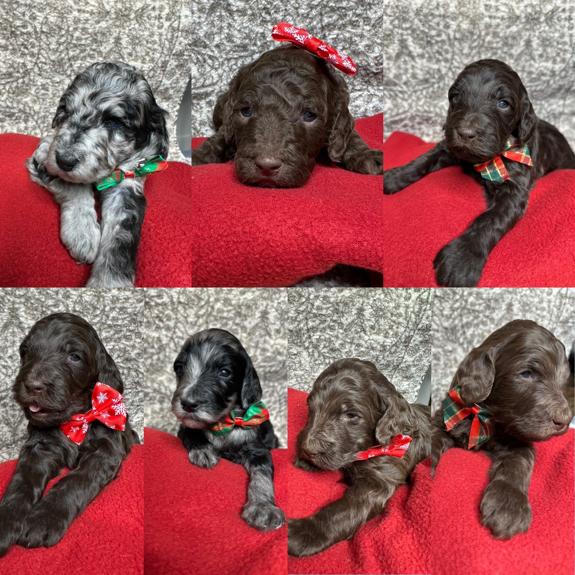 Bella and Bluey's MINI GOLDENDOODLE PUPPIES (GO HOME DECEMBER  12/21/25)