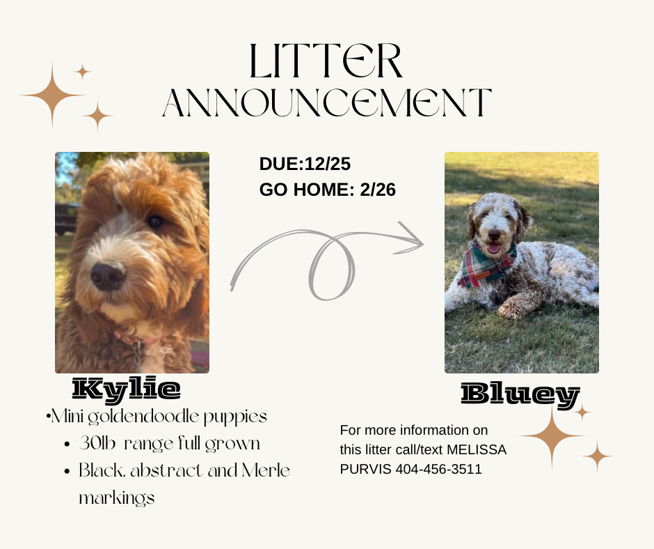 MINI GOLDENDOODLE PUPPIES (GO HOME FEBRUARY 2026)