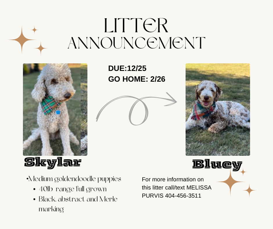 MEDIUM GOLDENDOODLE PUPPIES (GO HOME FEBRUARY 2026)