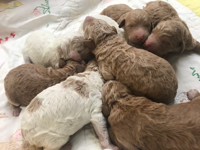 Puppies from March 2022