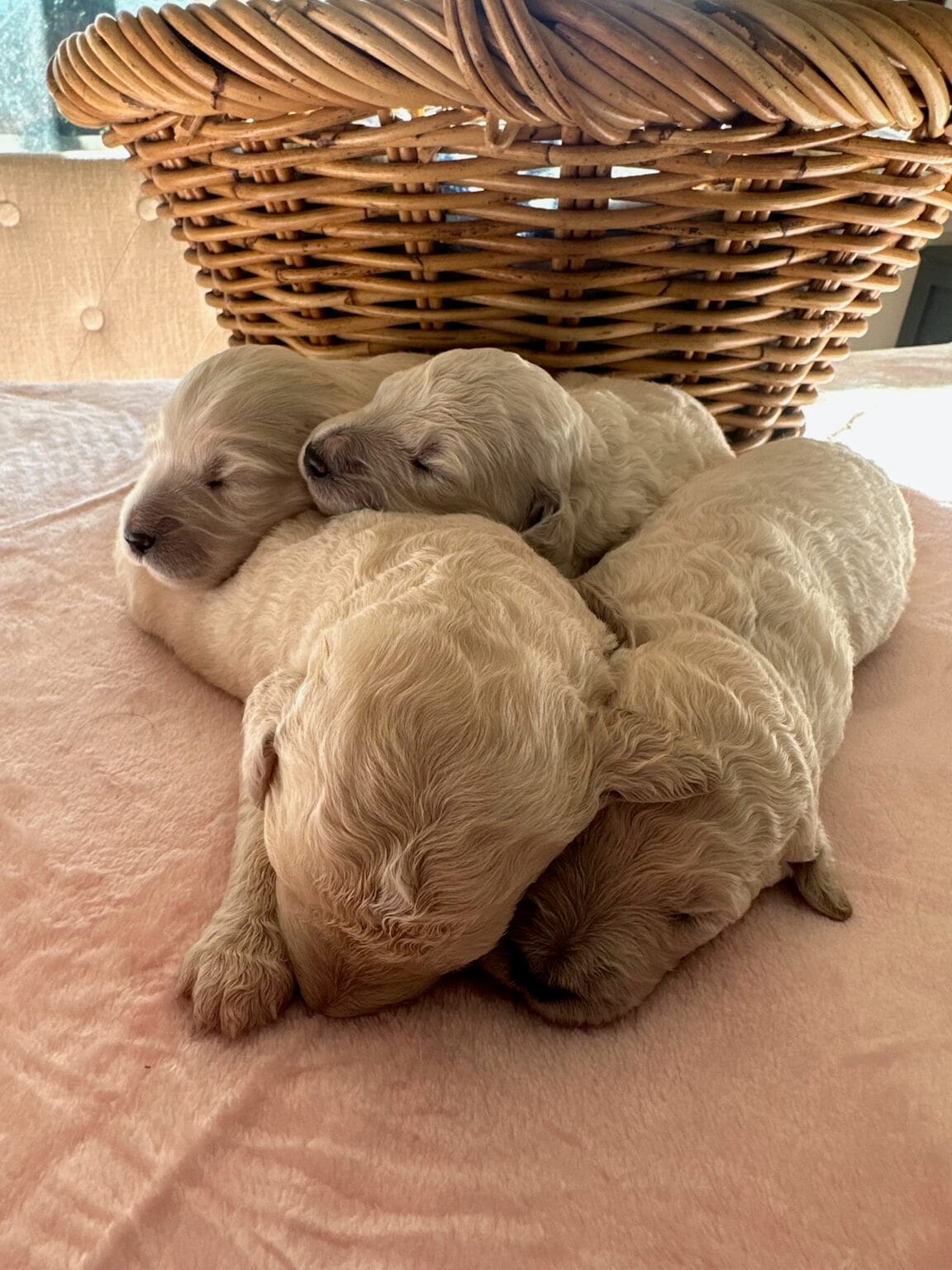 Puppies from December 2022