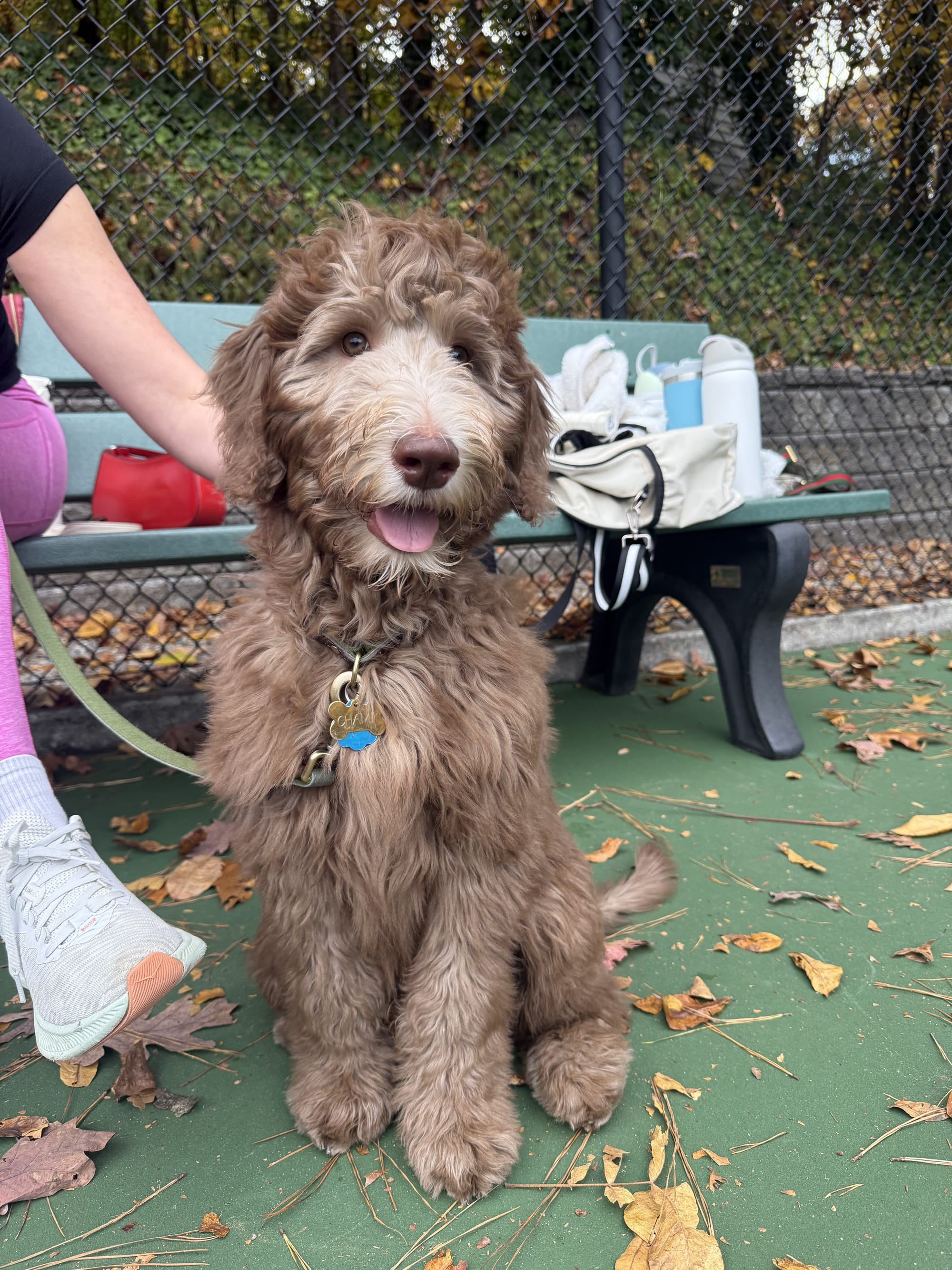 Bluey and Skylar's past litter puppies