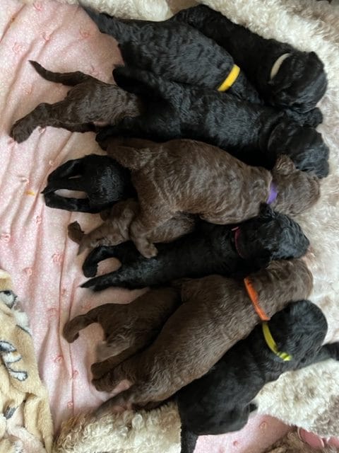 Puppies from April 2022