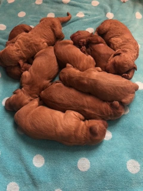 Puppies from May 2022