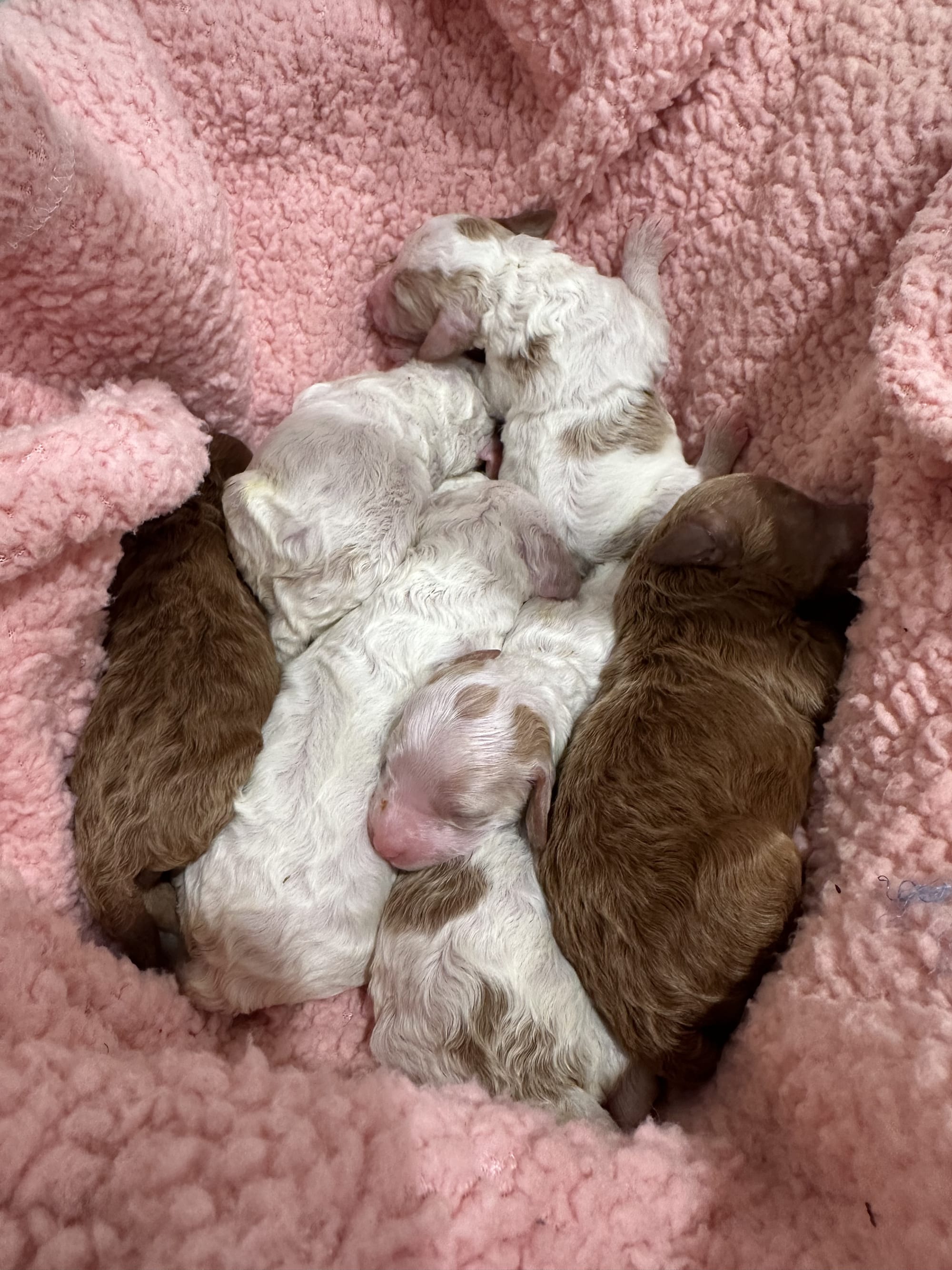 MINI GOLDENDOODLE PUPPIES (GO HOME JANUARY 10 2026)