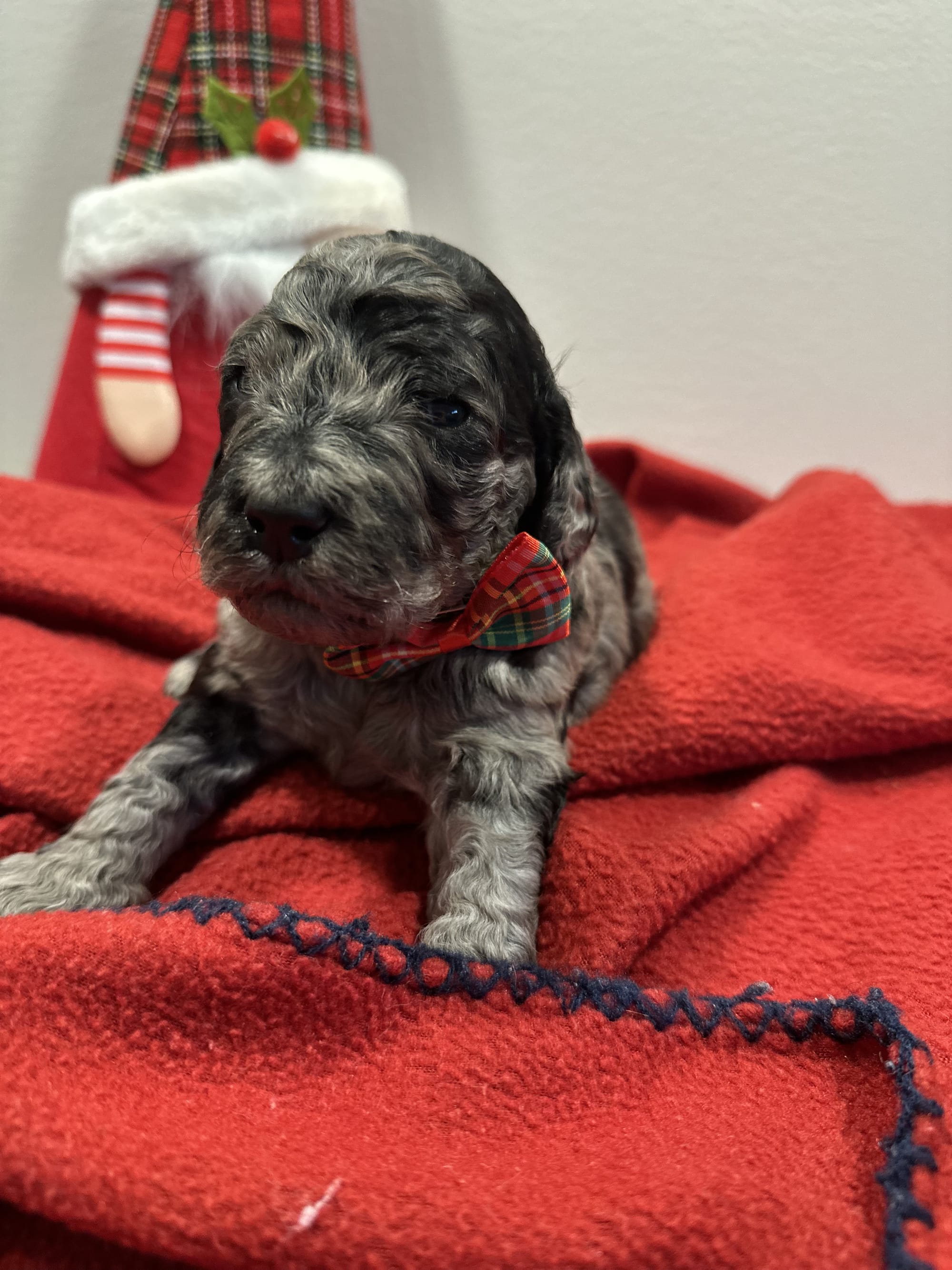 Bella and Blueys medium goldendoodle puppies (go home 12/21/25)