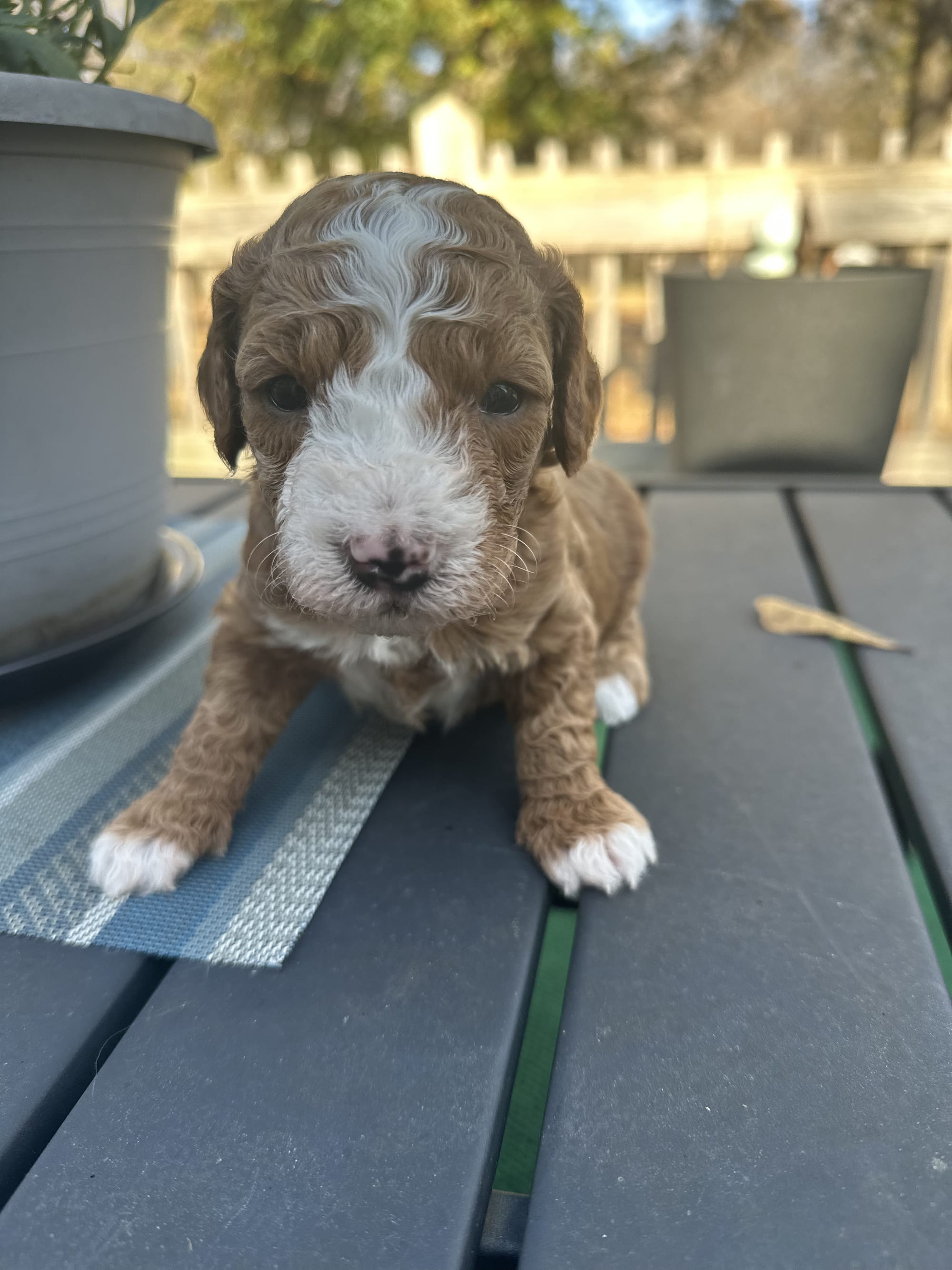 TUXEDO MINI GOLDENDOODLE MALE (GO HOME 12/21/25)