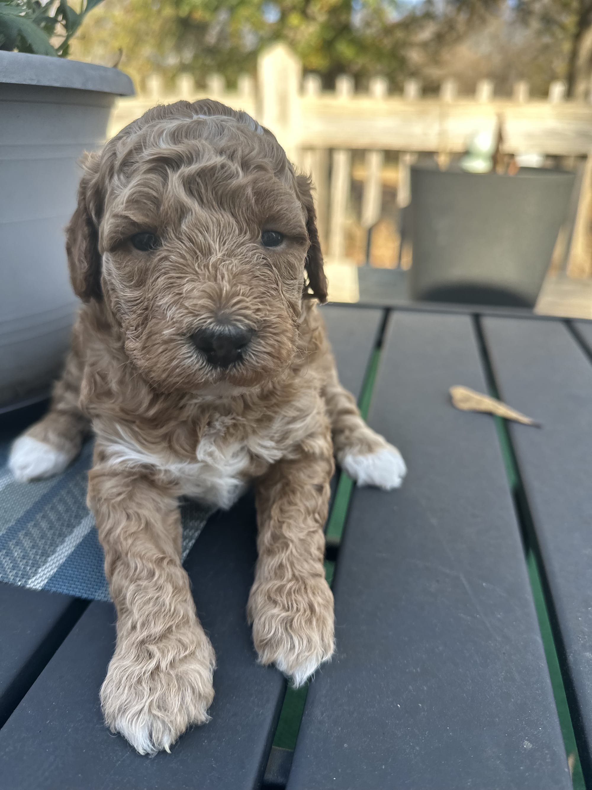 TUXEDO MINI GOLDENDOODLE FEMALE (GO HOME 12/21/25)