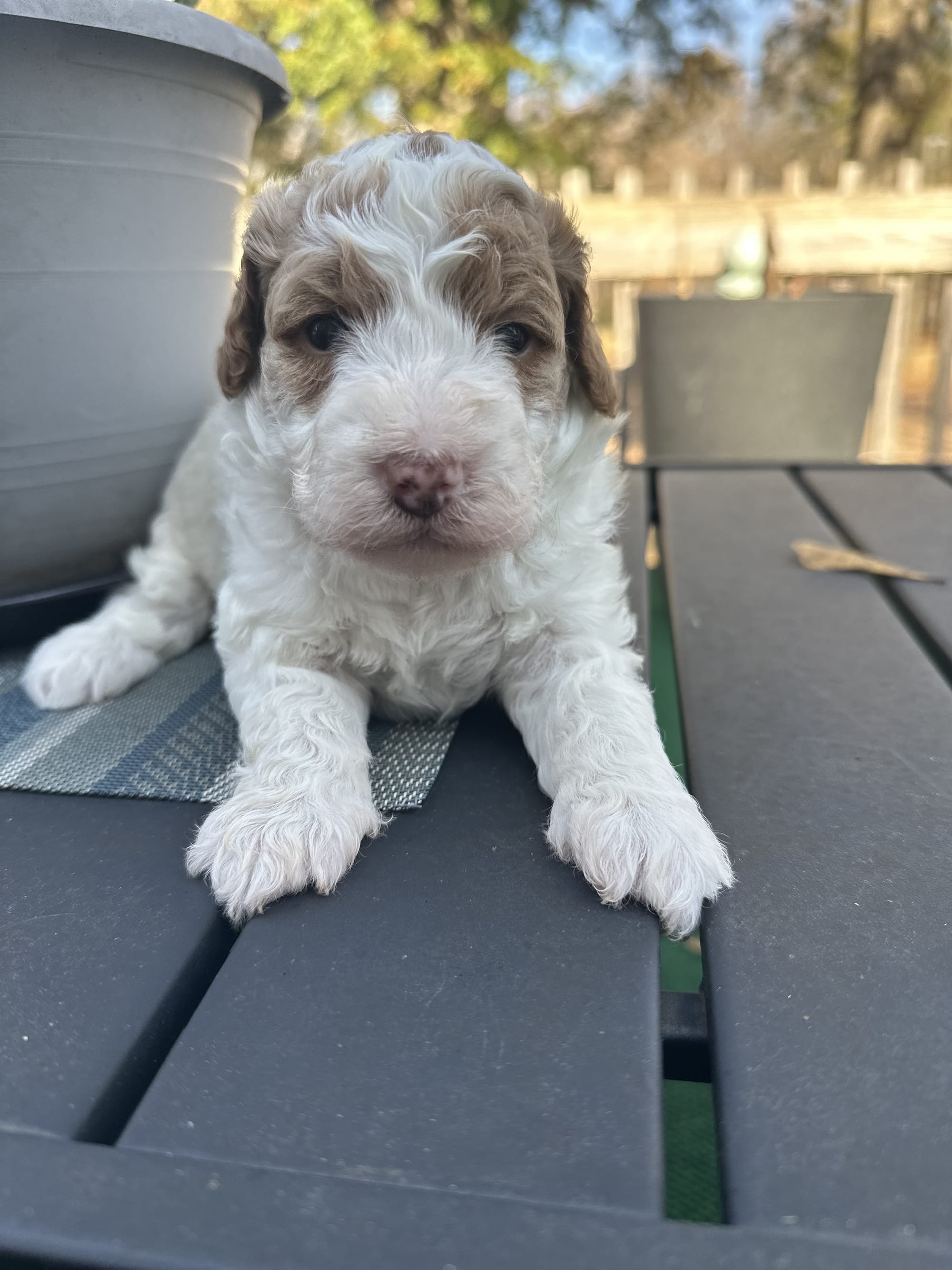PARTI MINI GOLDENDOODLE FEMALE (GO HOME 12/21/25)