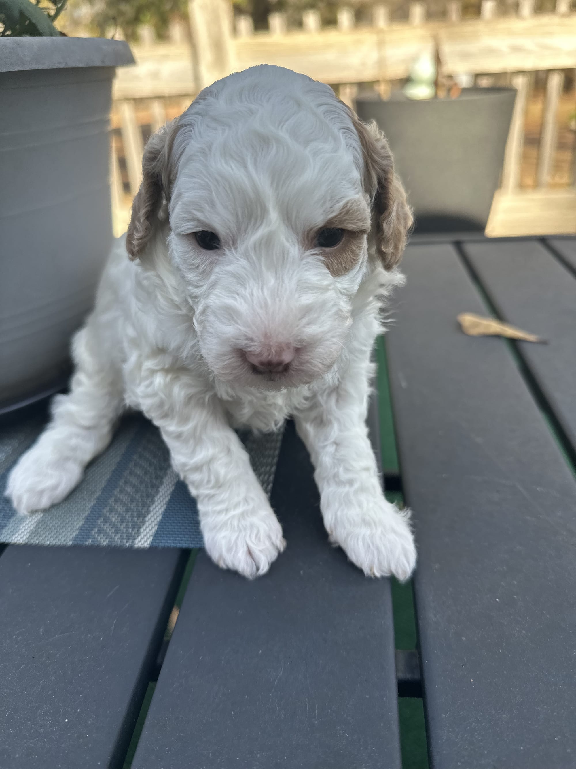 PARTI MINI GOLDENDOODLE FEMALE (GO HOME 12/21/25)