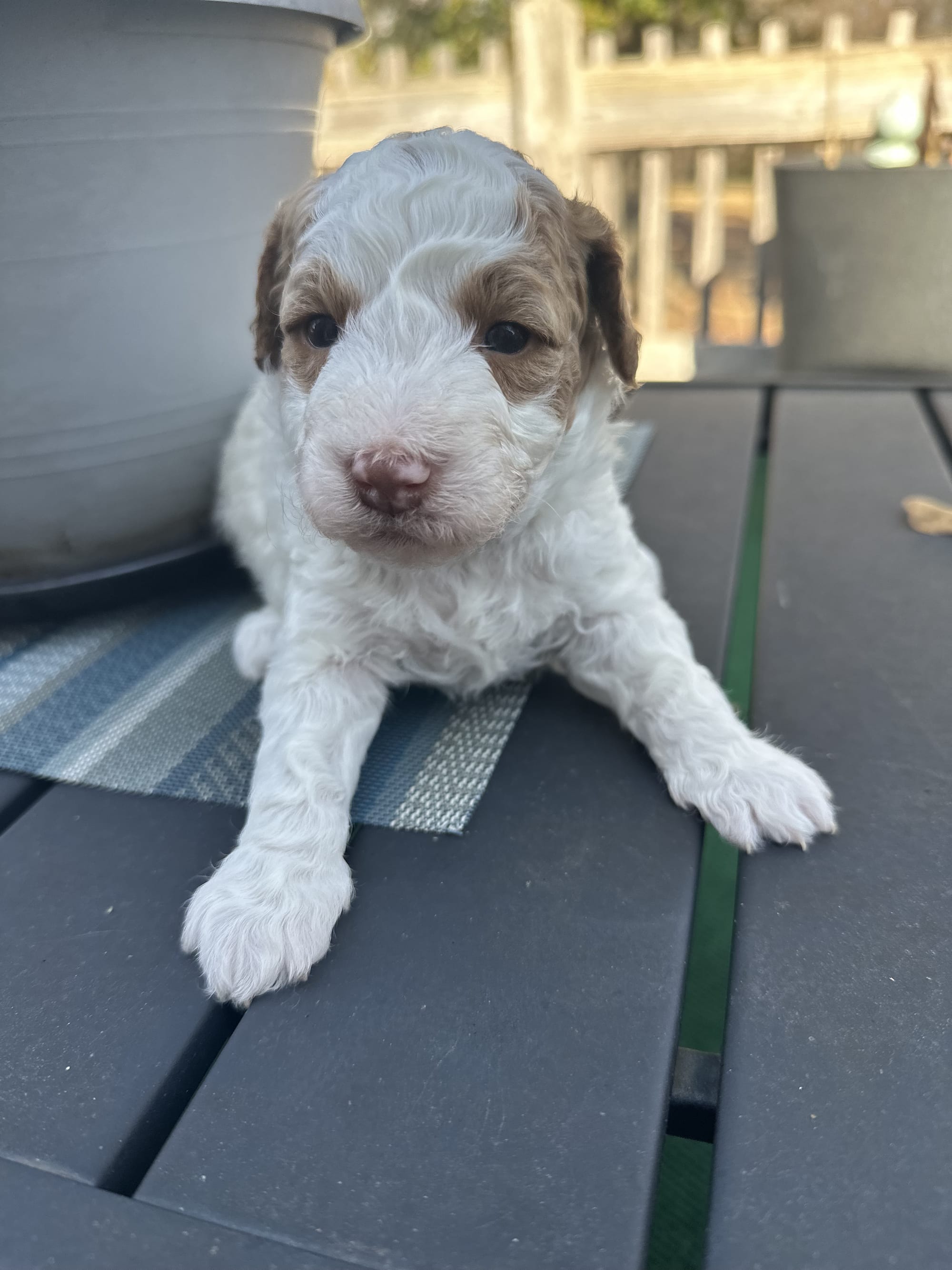 PARTI MINI GOLDENDOODLE FEMALE (GO HOME 12/21/25)
