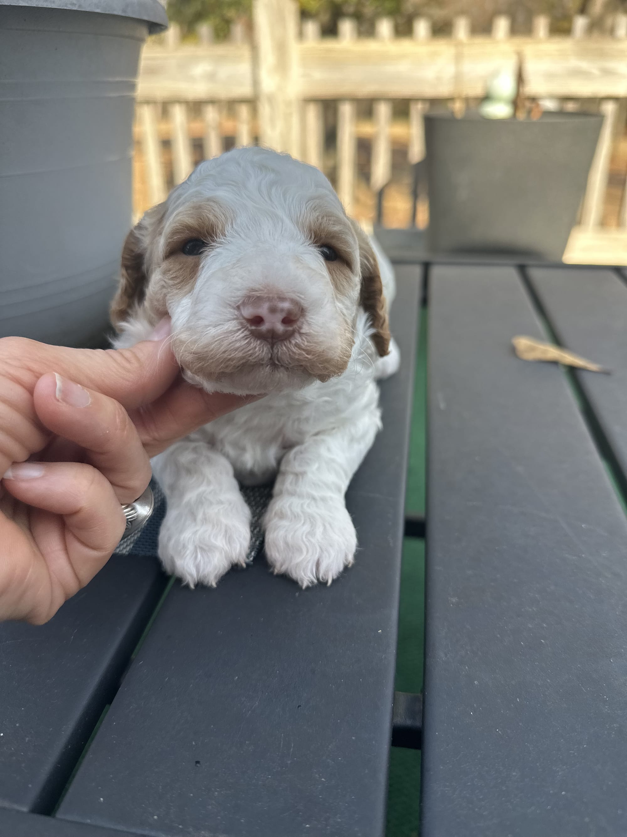 PARTI MINI GOLDENDOODLE FEMALE (GO HOME 12/21/25)