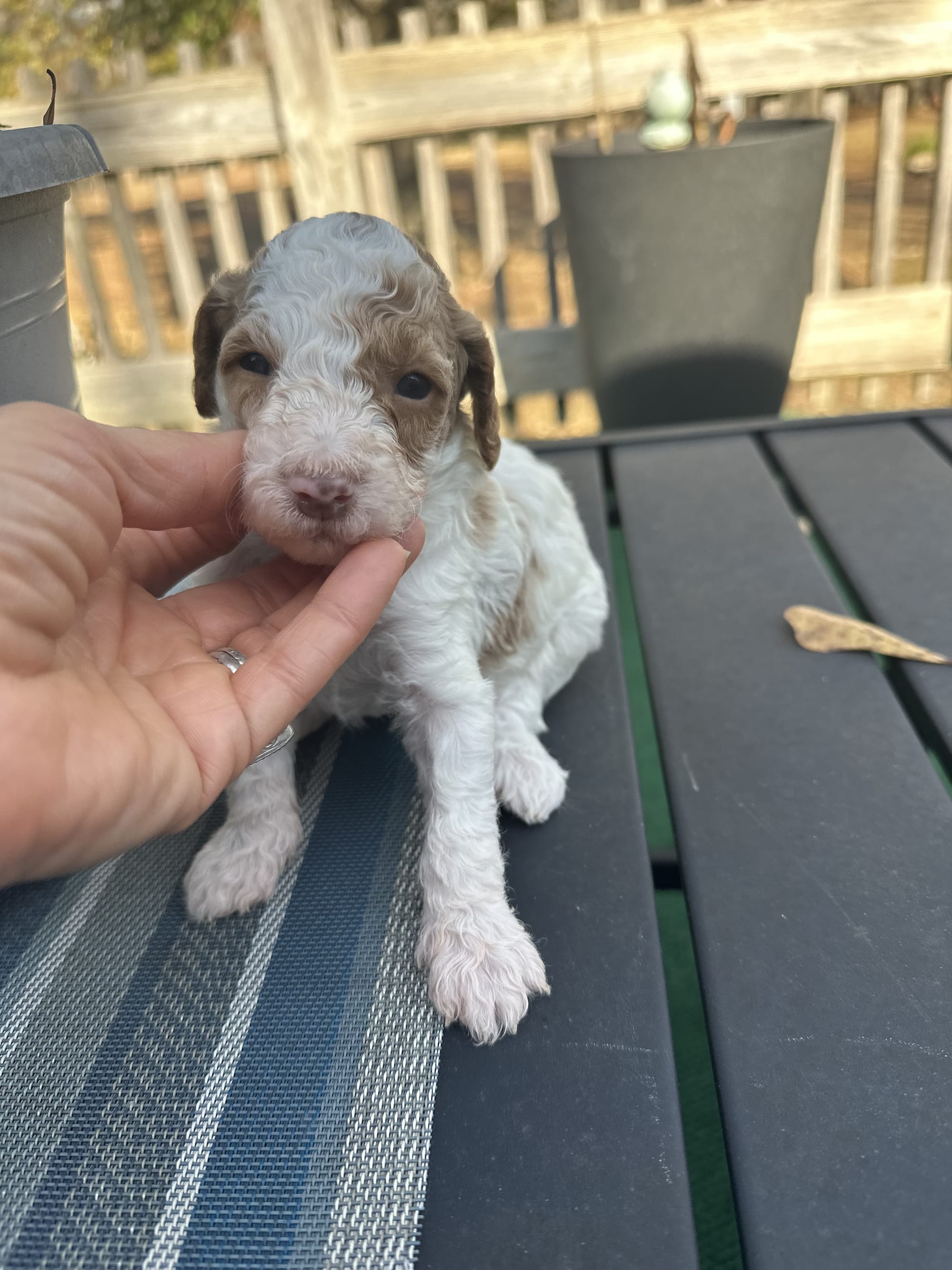 PARTI MINI GOLDENDOODLE MALE (GO HOME 12/21/25)