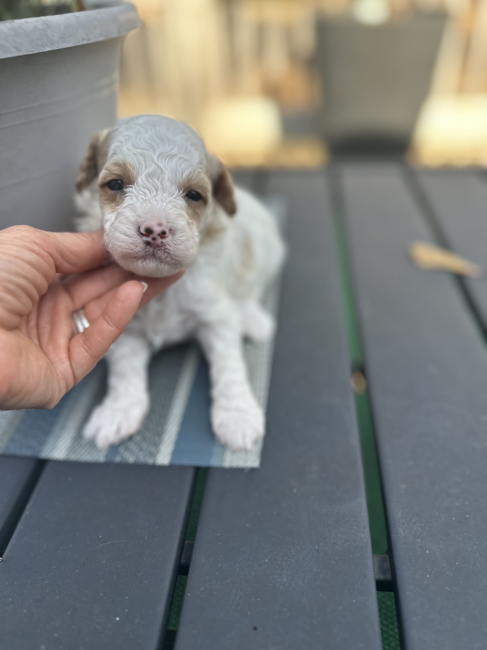 PARTI MINI GOLDENDOODLE FEMALE (GO HOME 12/21/25)