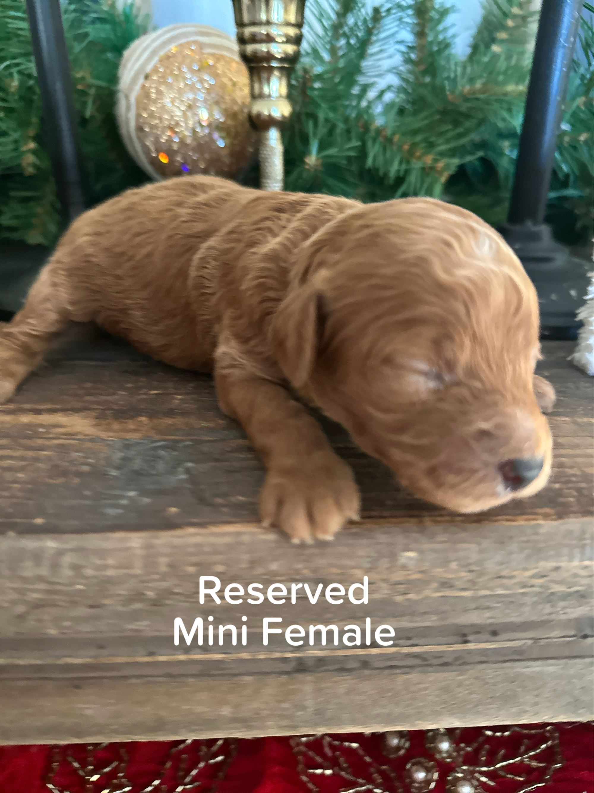 CHERRY'S MINI GOLDENDOODLE PUPPIES (GO HOME JANUARY 10 2026)