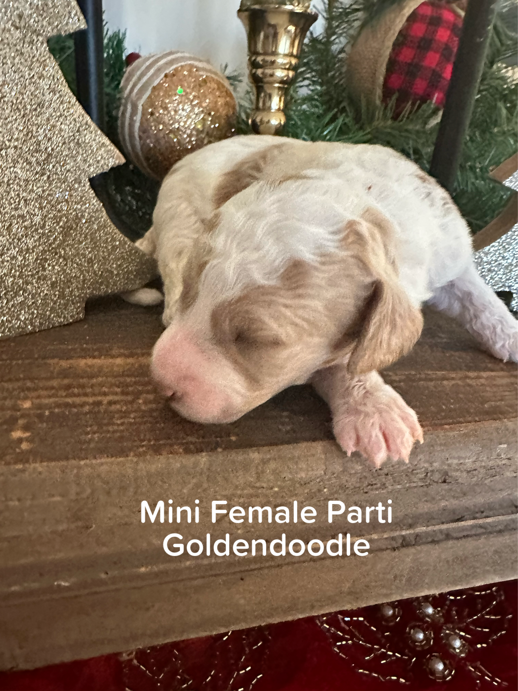 Cherry's mini goldendoodle female (go home 1/10/26)