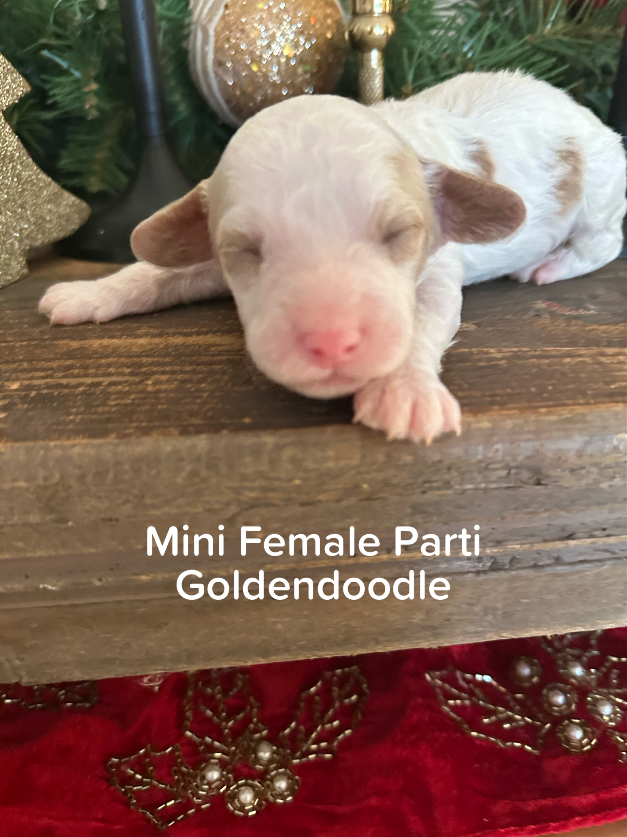Cherry's mini goldendoodle female (go home 1/10/26)