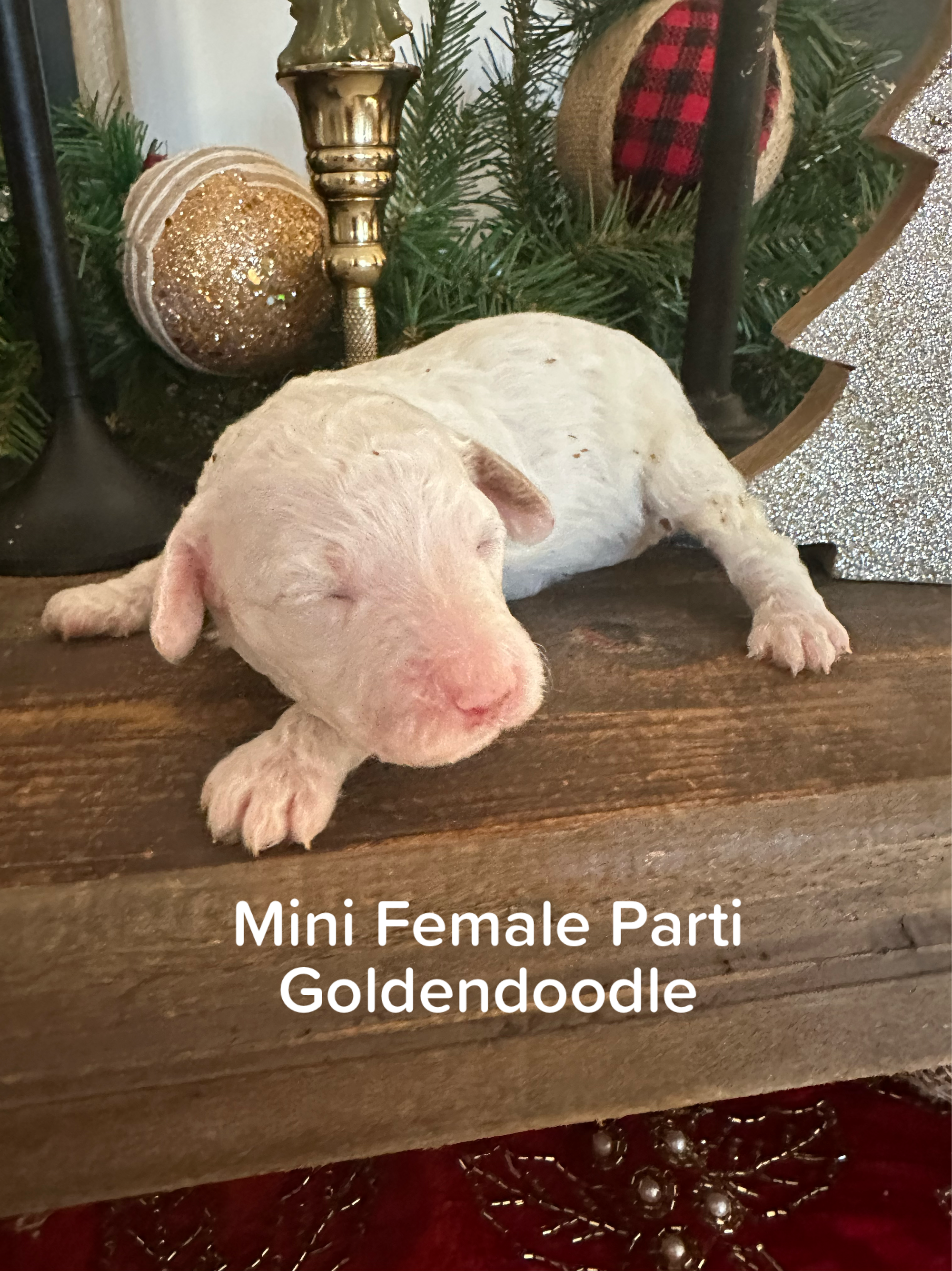 Cherry's mini goldendoodle female (go home 1/10/26)
