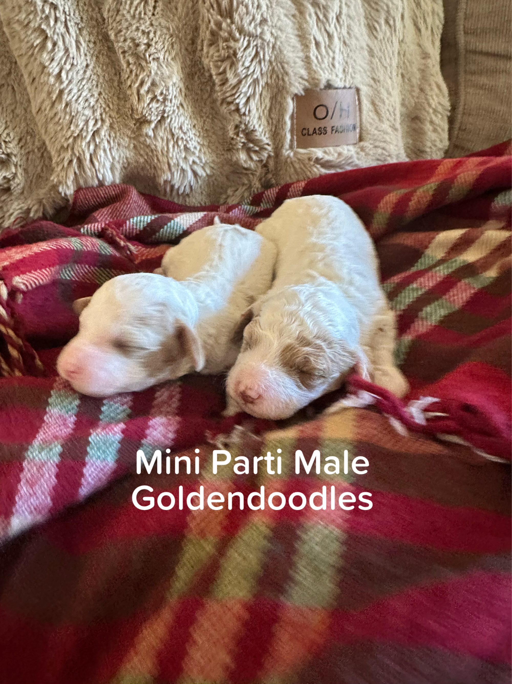 Cherry's mini goldendoodle male puppies (go home 1/10/26)