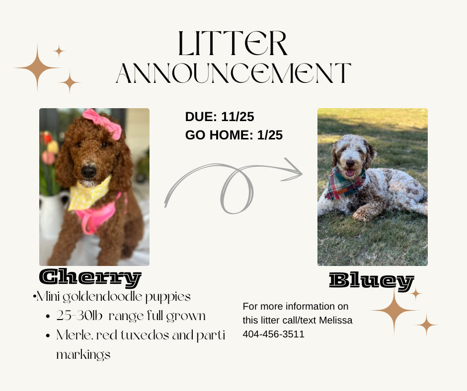 MINI GOLDENDOODLE PUPPIES (GO HOME JANUARY 2026)