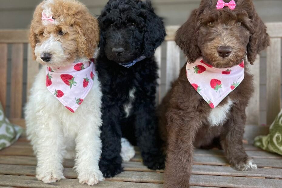 Puppies from June 2022