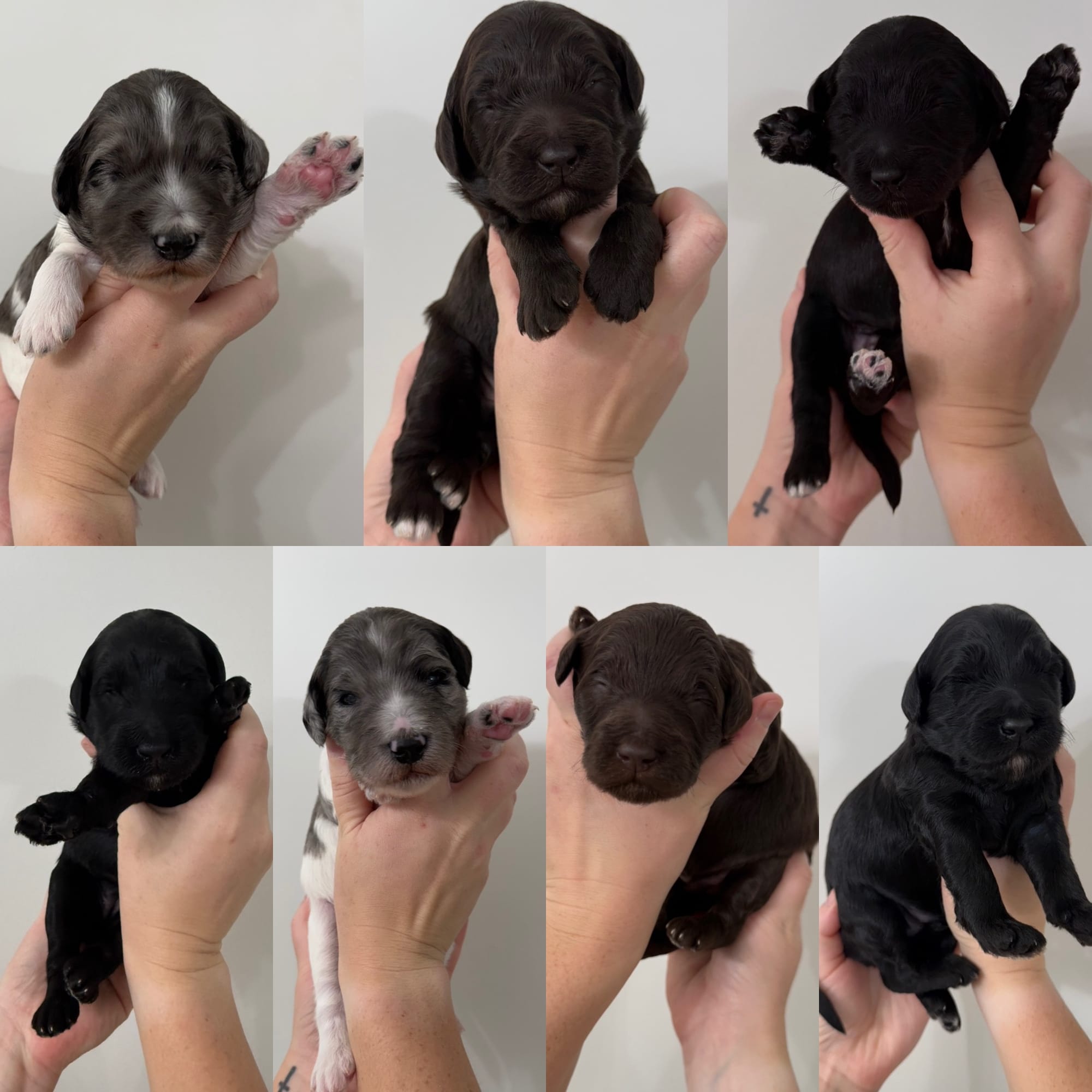 ZENA'S MINI GOLDENDOODLE PUPPIES (GO HOME 1/28/26)