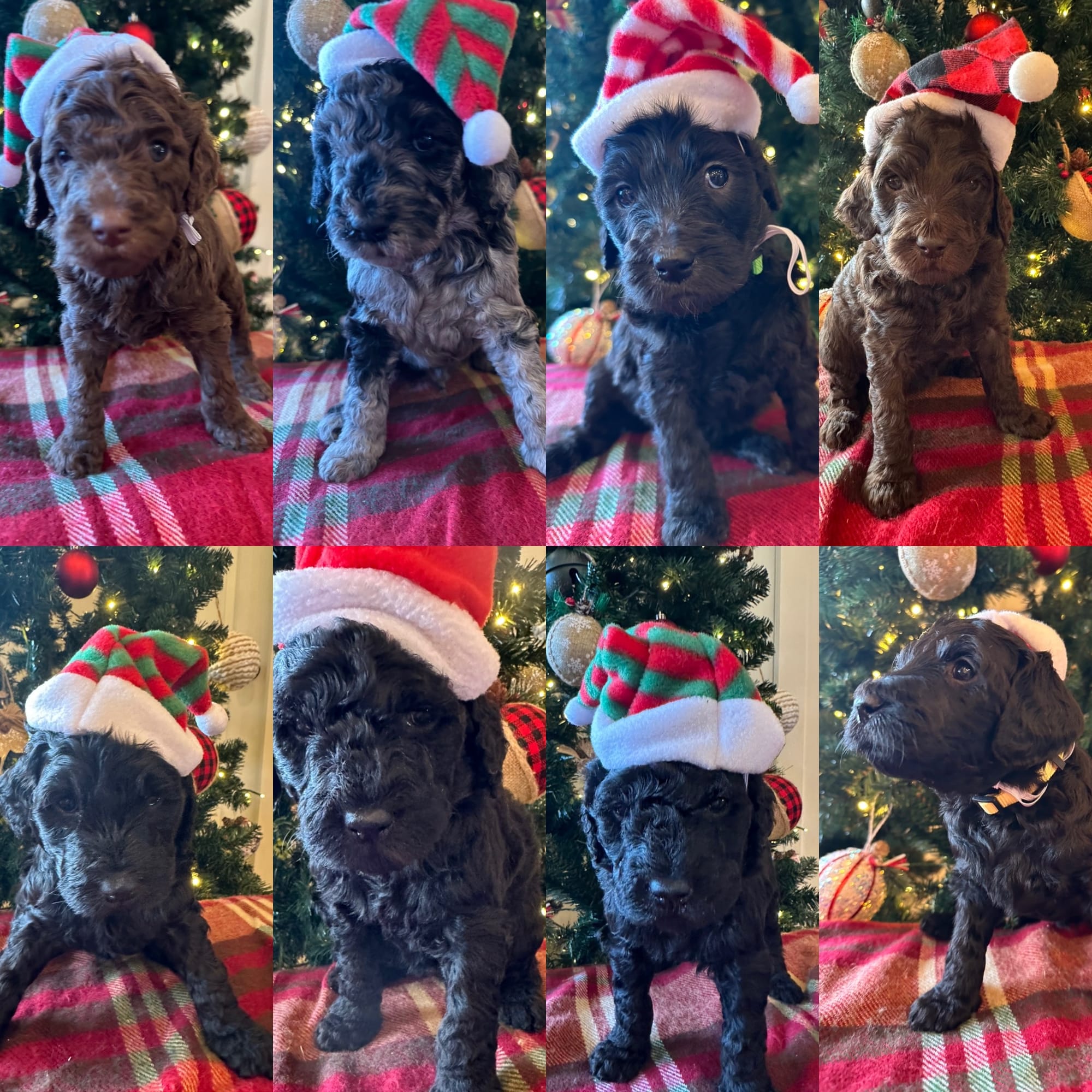 Bella and Blueys medium goldendoodle puppies (go home 12/21/25)