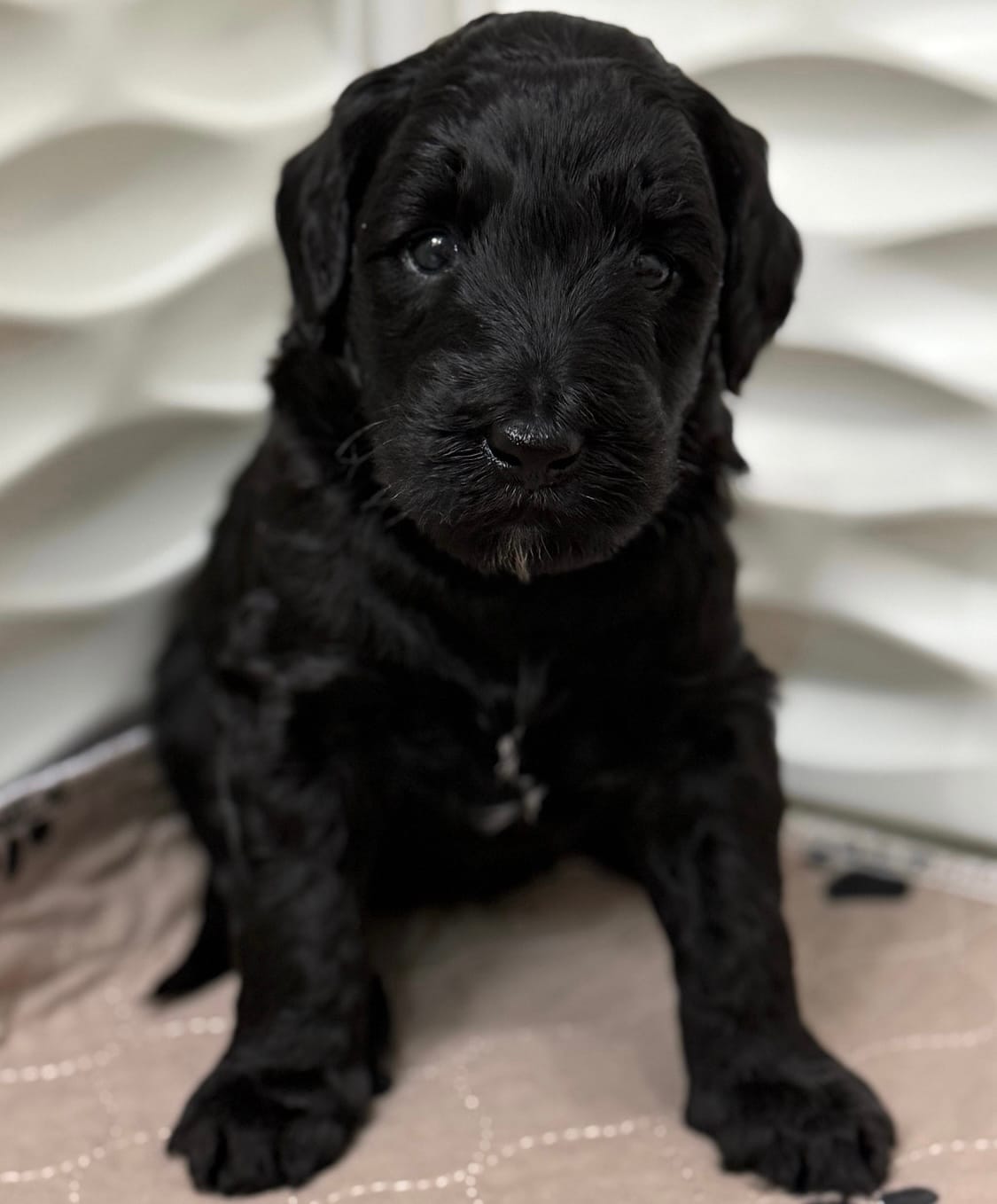 Zena's mini goldendoodle female (GO HOME 1/28/26)