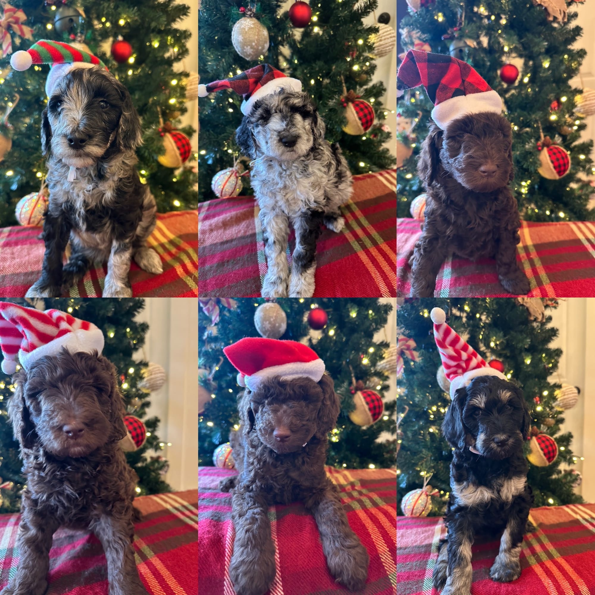 Bella and Bluey's MINI GOLDENDOODLE PUPPIES (GO HOME DECEMBER  12/21/25)