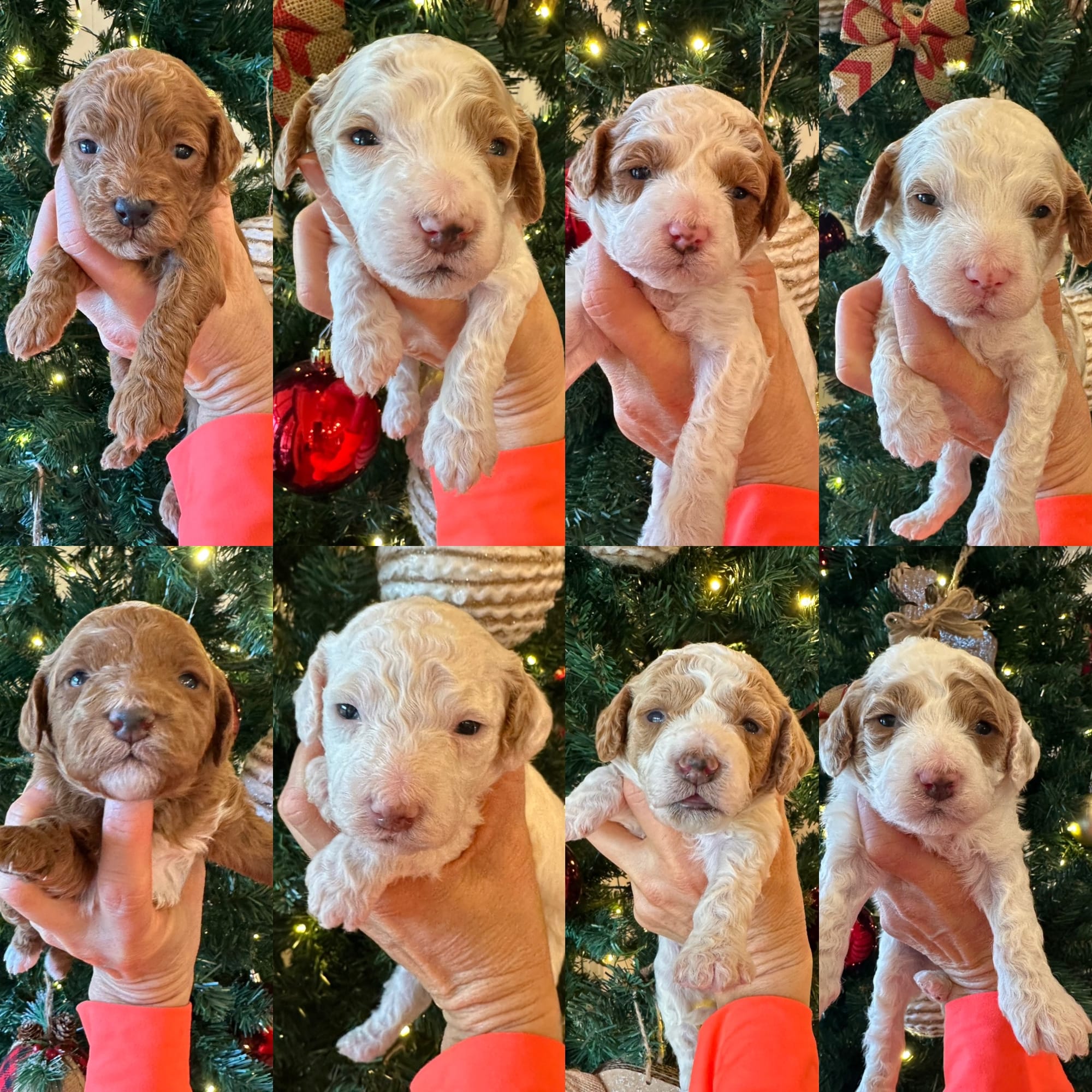 CHERRY'S MINI GOLDENDOODLE PUPPIES (GO HOME JANUARY 10 2026)