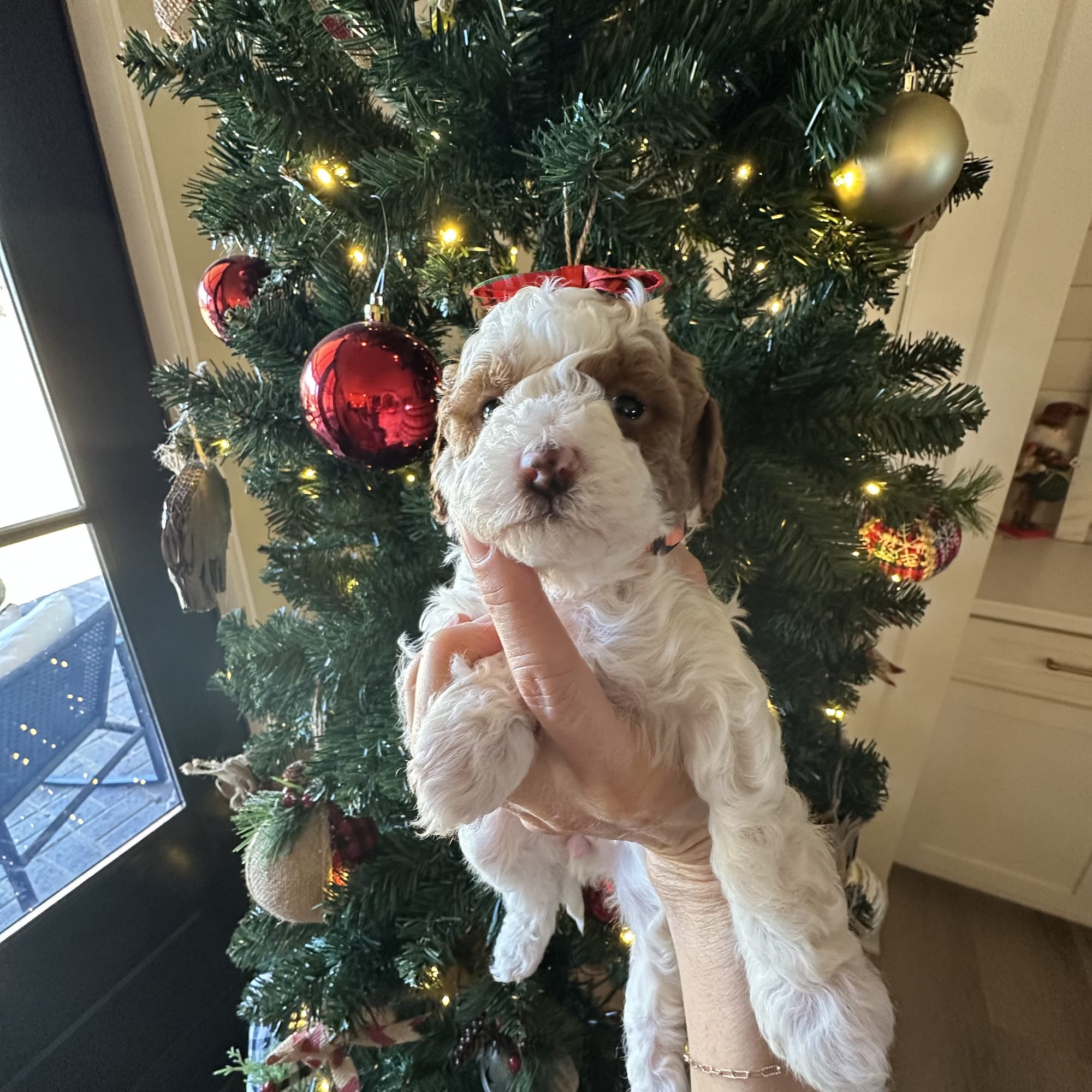 Cherry's mini goldendoodle female orange collar (go home 1/10/26)
