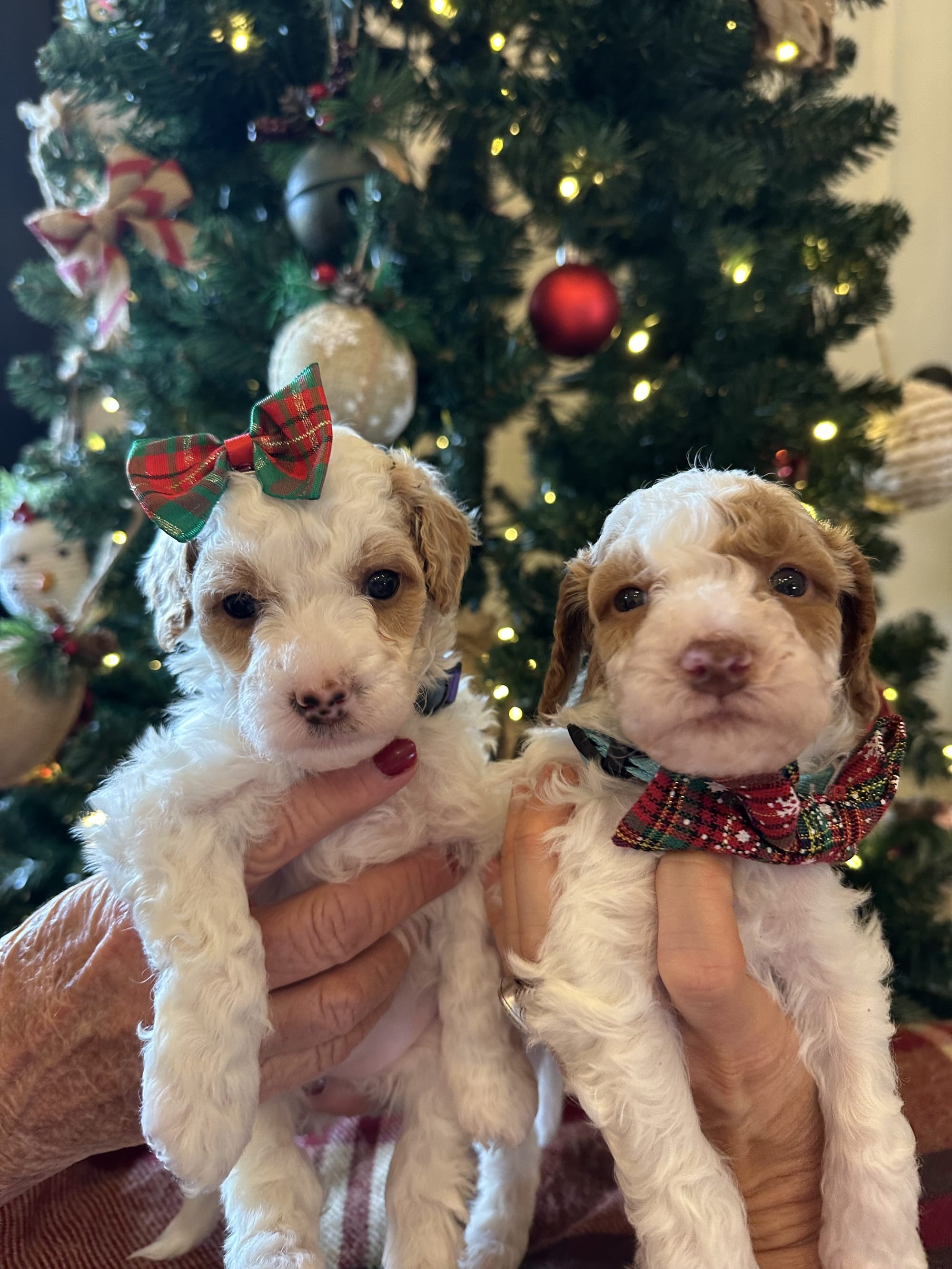 Sophie and Ernie litter December 2025