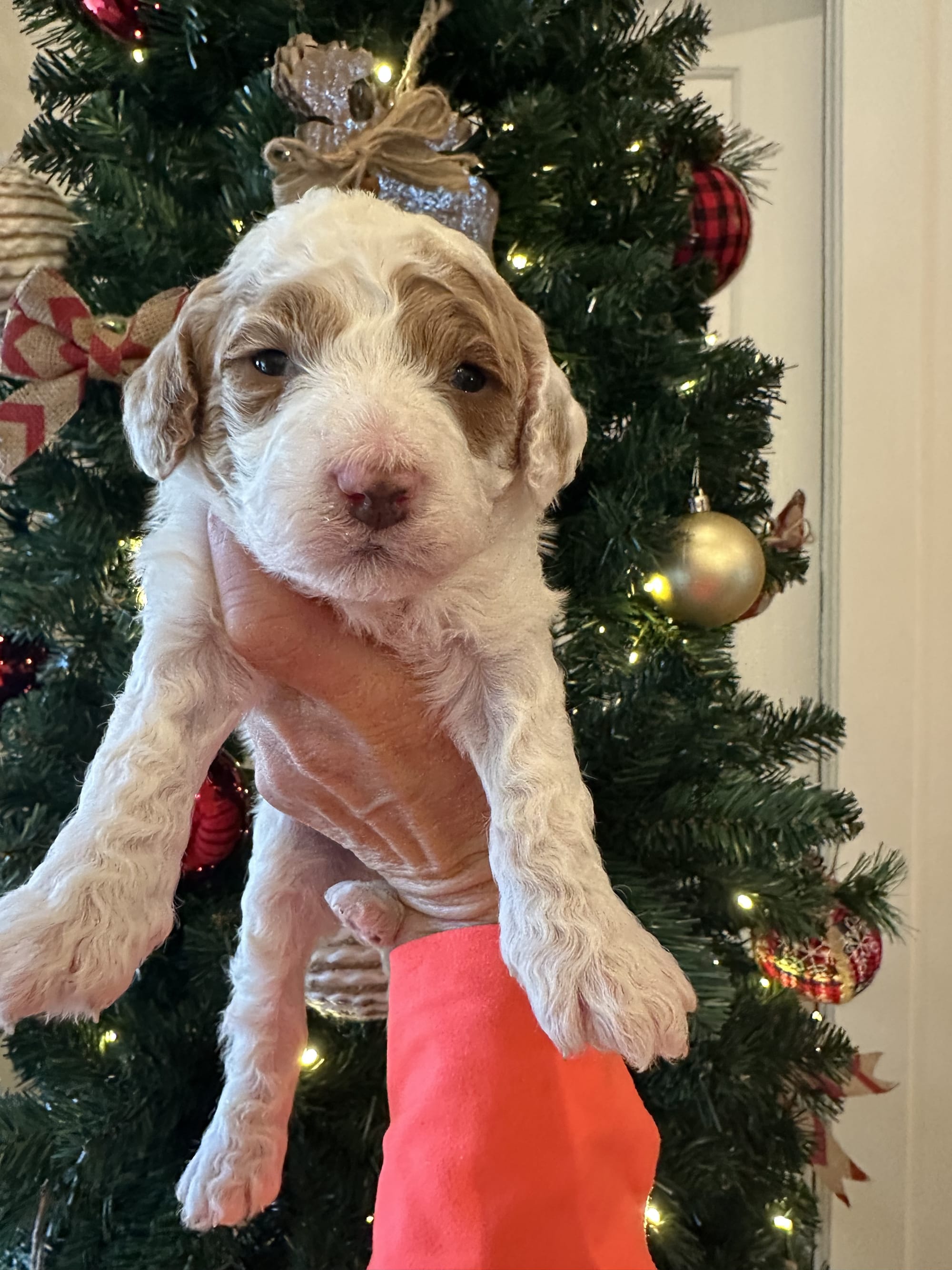 Cherry's mini goldendoodle male (go home 1/10/26)