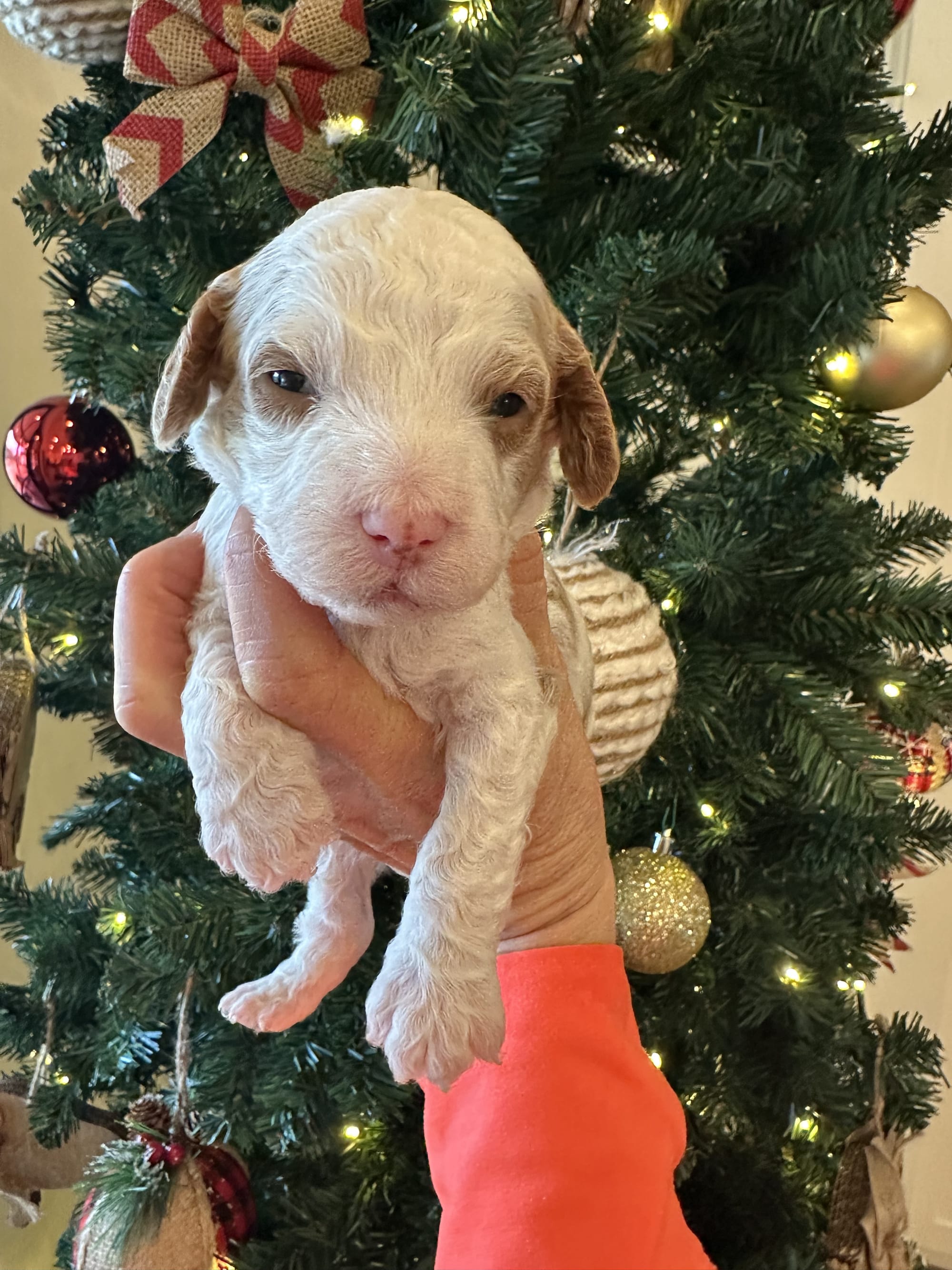 Cherry's mini goldendoodle male (go home 1/10/26)