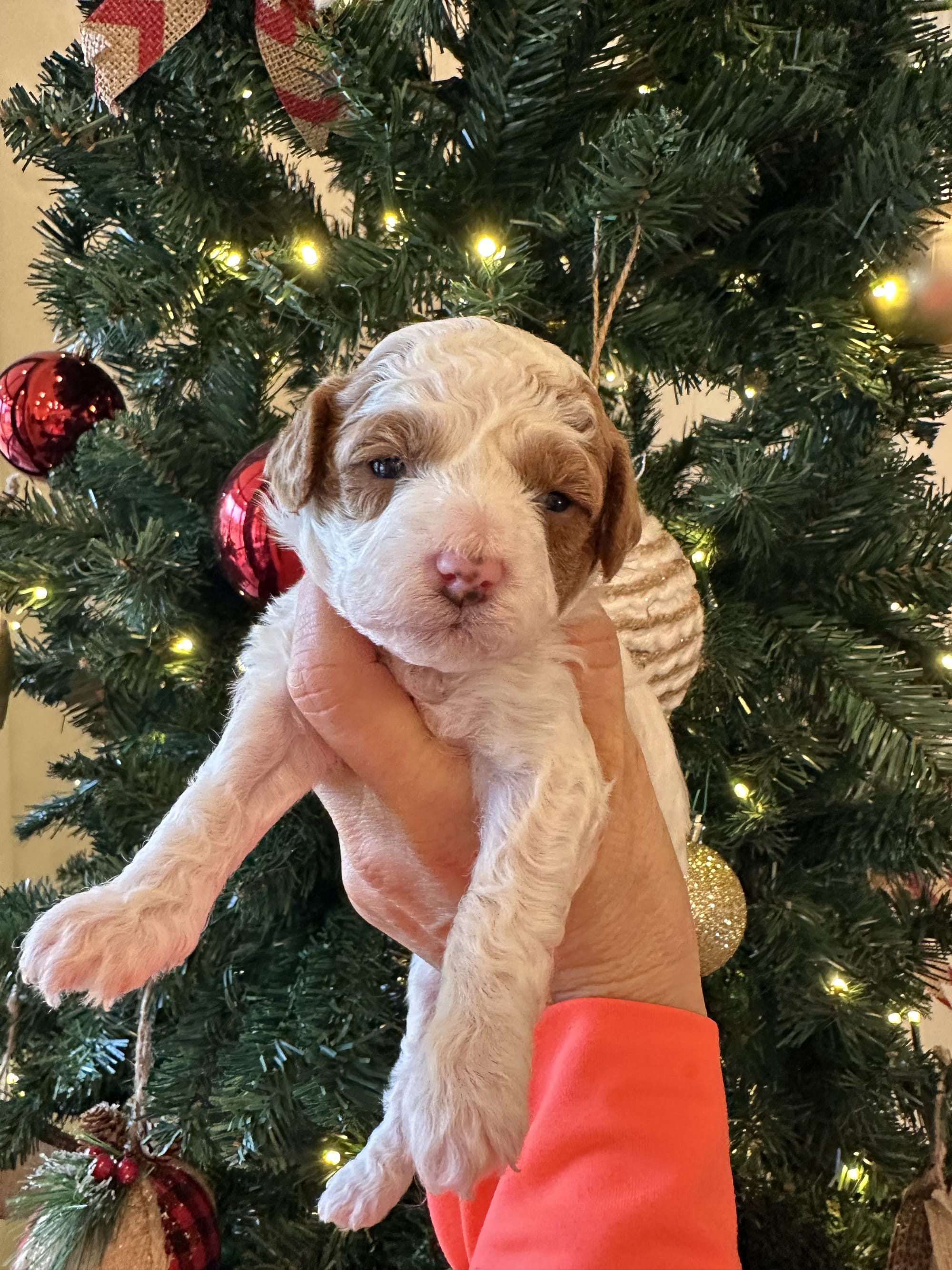 Cherry's mini goldendoodle female (go home 1/10/26)