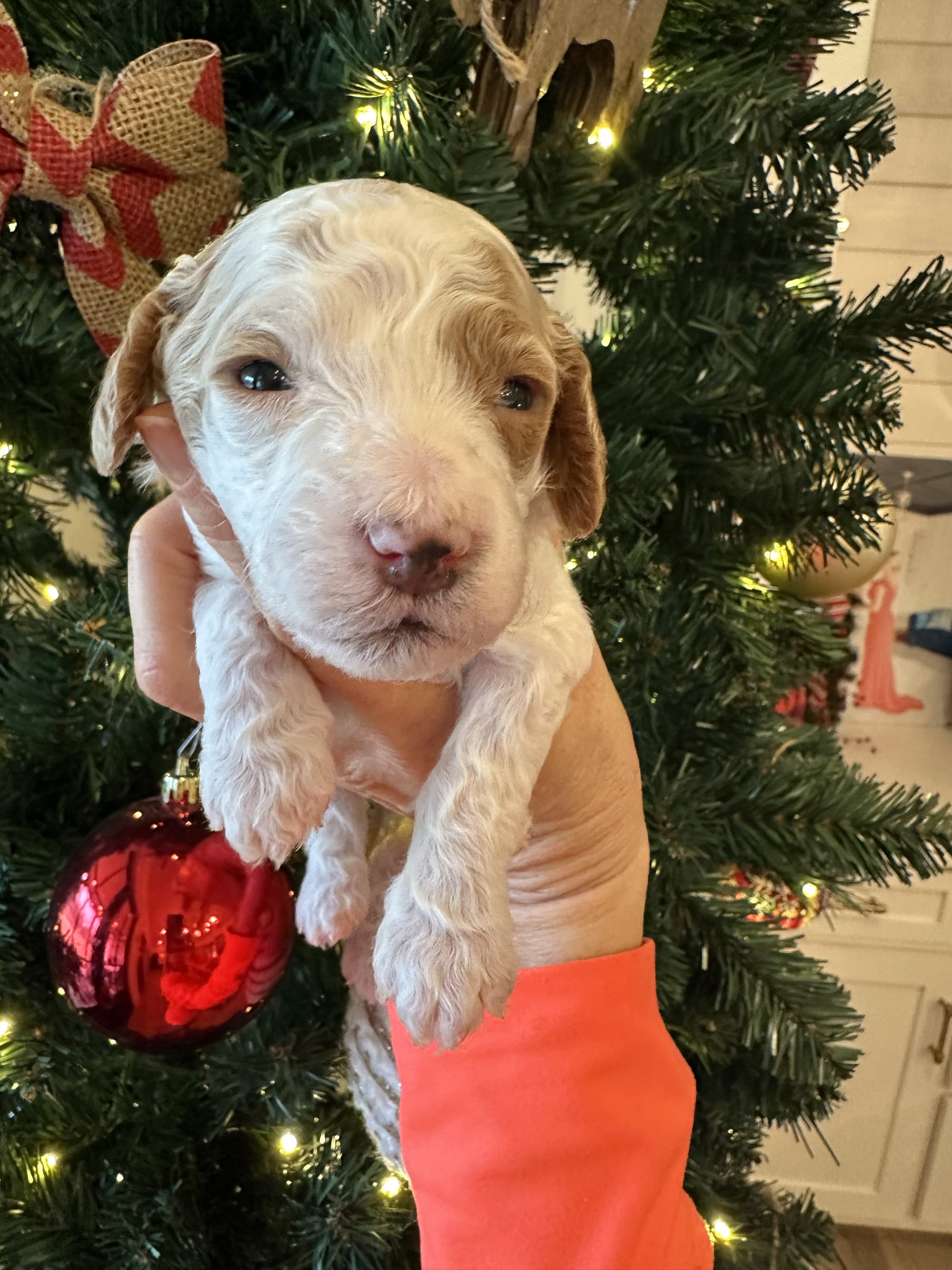 Cherry's mini goldendoodle female (go home 1/10/26)