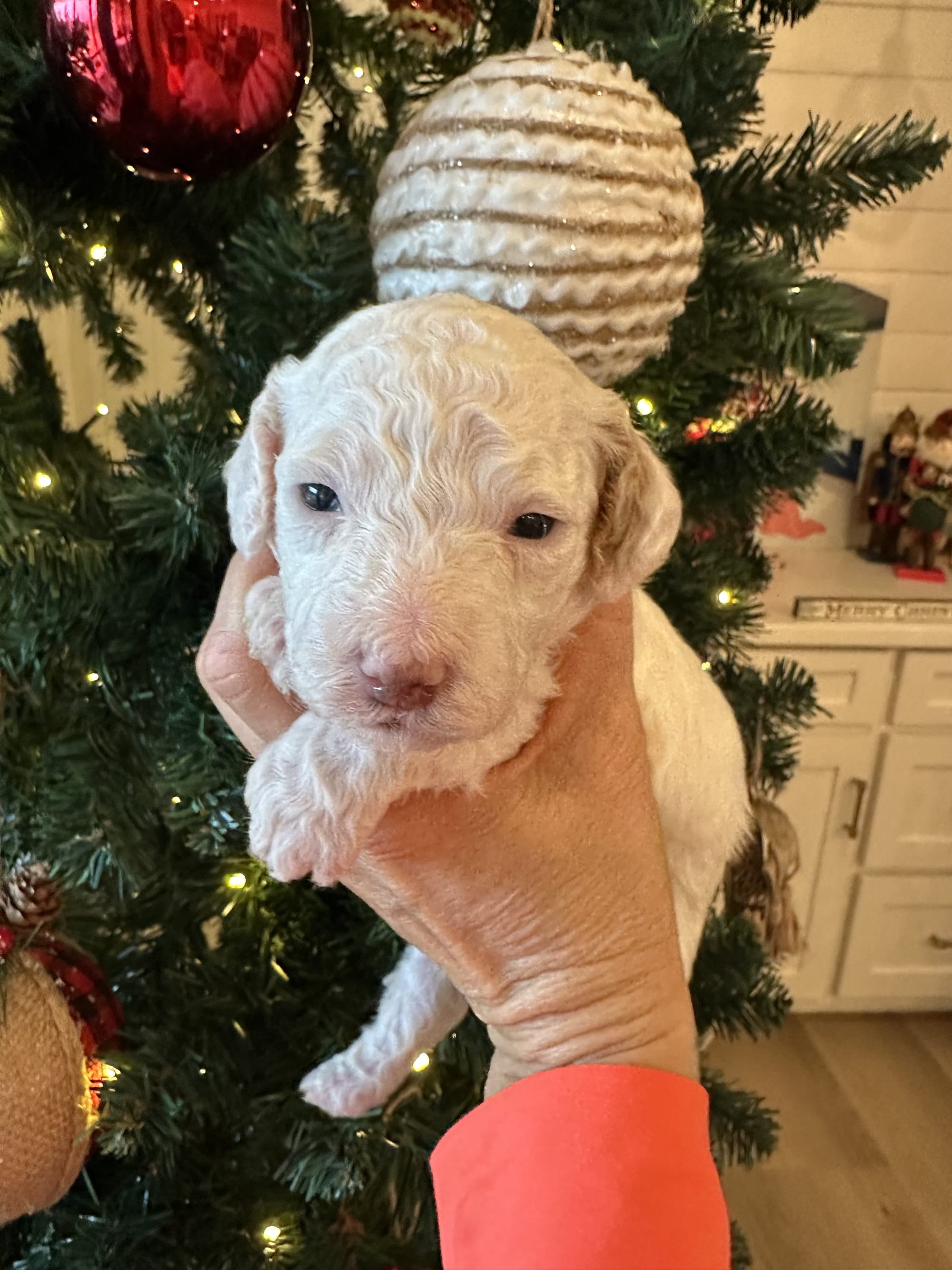 Cherry's mini goldendoodle female (go home 1/10/26)