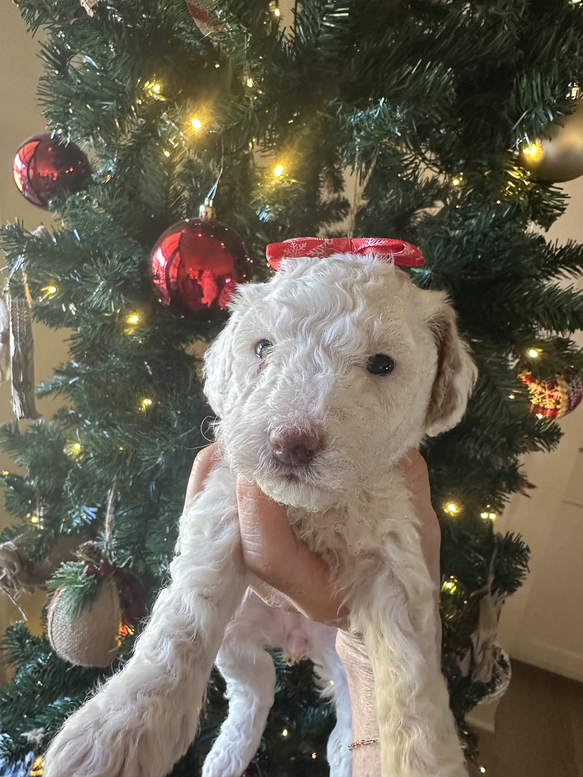 Cherry's mini goldendoodle female yellow collar (go home 1/10/26)