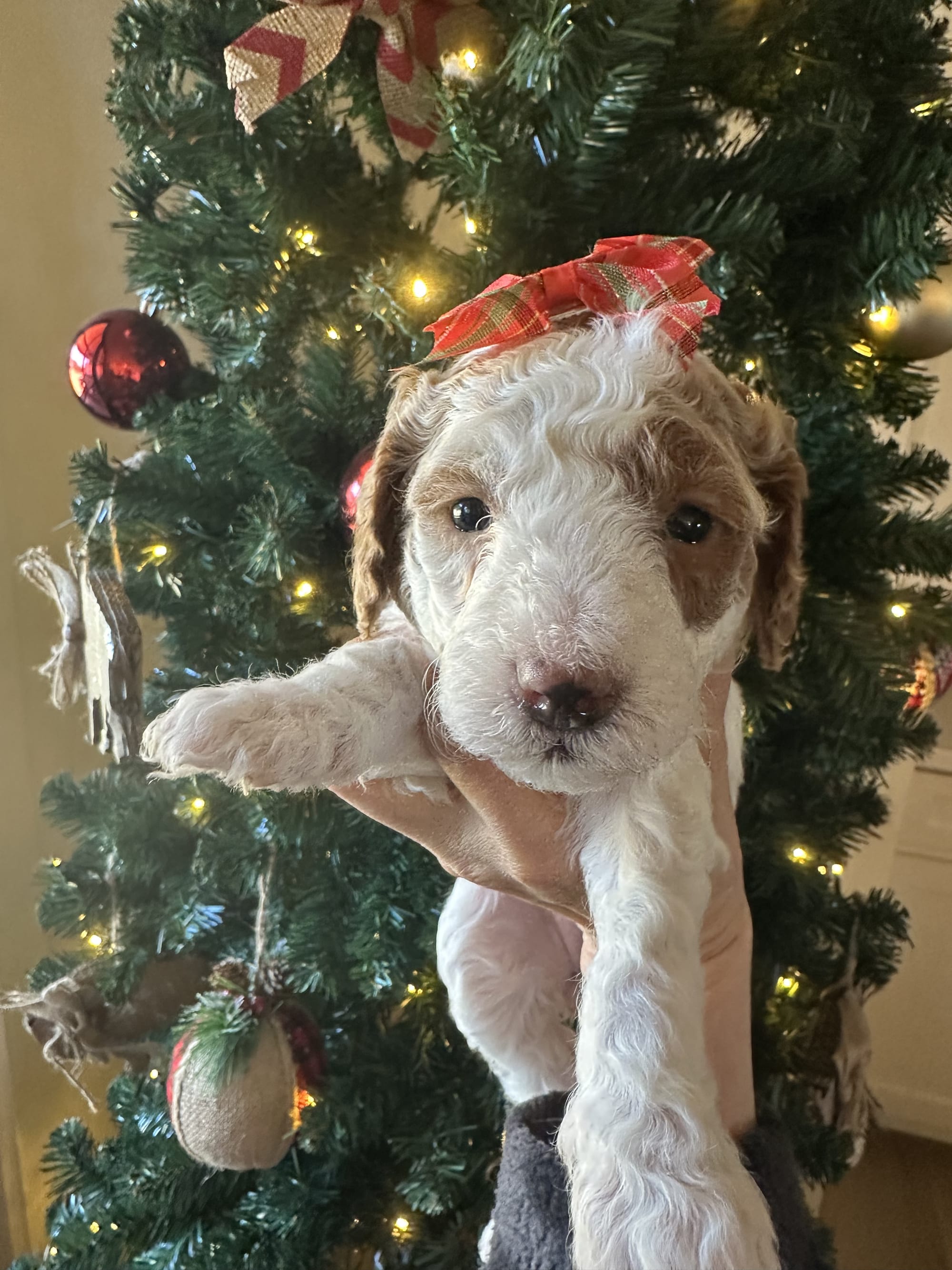 Cherry's mini goldendoodle female purple collar (go home 1/10/26)