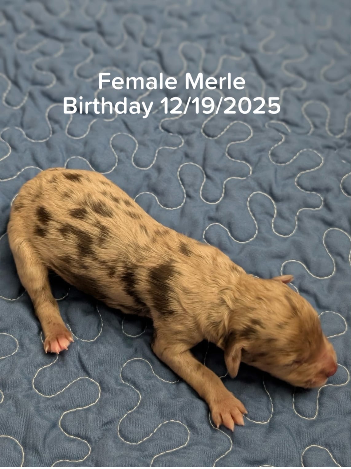 KYLIE'S MINI GOLDENDOODLE female (GO HOME 2/13/26)