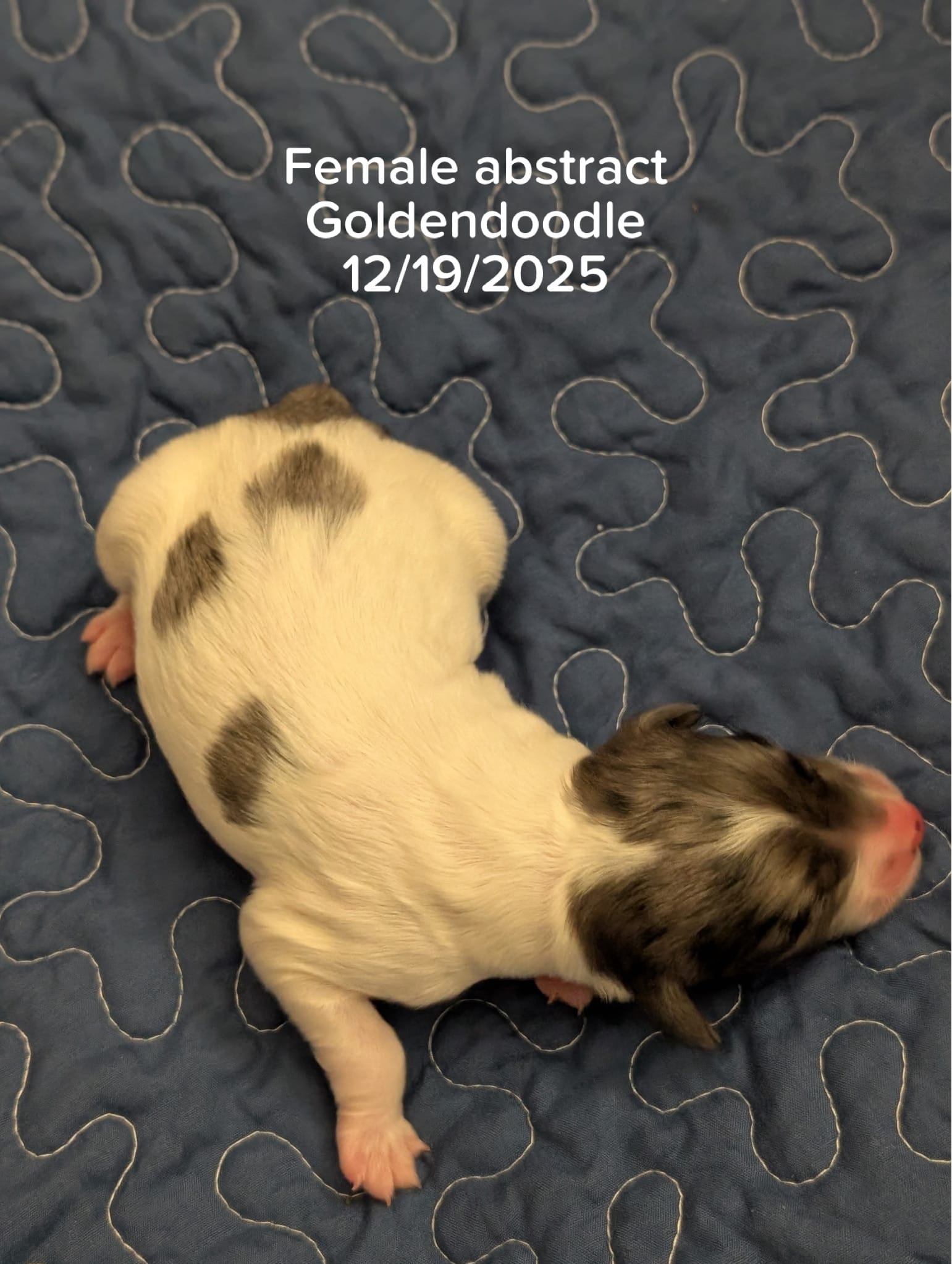 KYLIE'S MINI GOLDENDOODLE female (GO HOME 2/13/26)