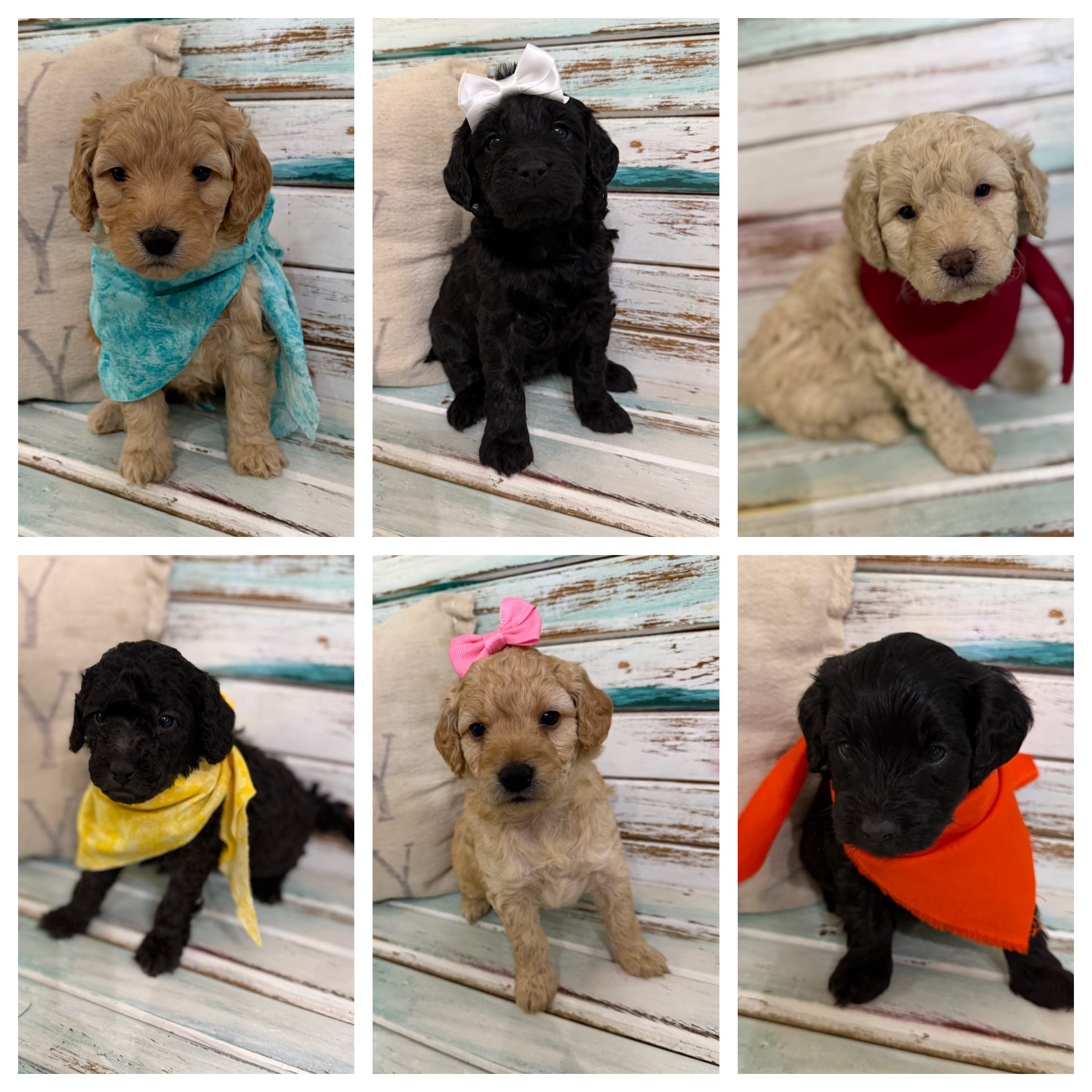 PETITE GOLDENDOODLE PUPPIES (GO HOME 3/6/26)