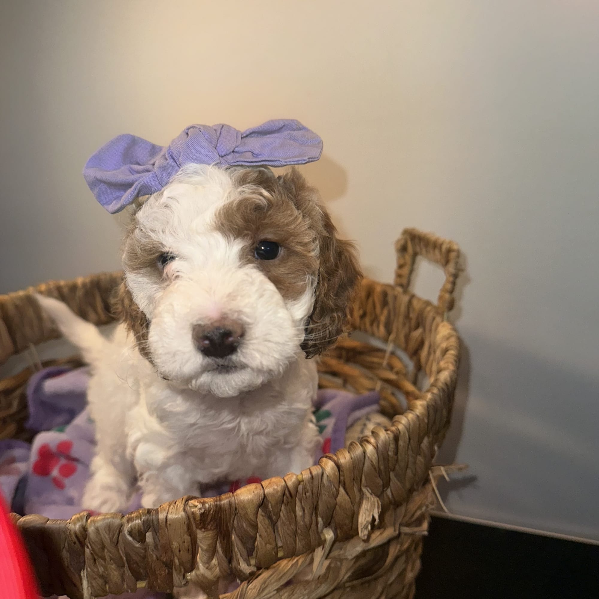 CHERRY'S MINI GOLDENDOODLE PUPPIES (GO HOME JANUARY 10 2026)