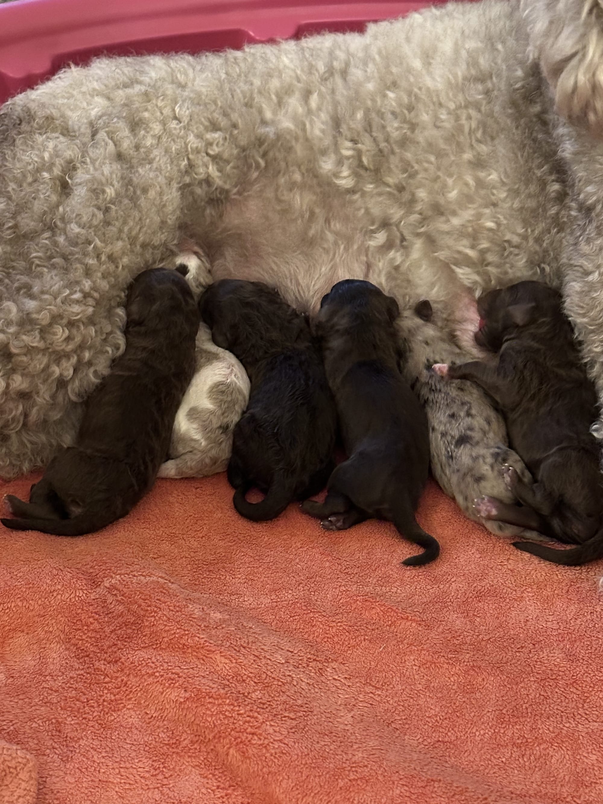 SKYLAR'S MEDIUM GOLDENDOODLE PUPPIES (GO HOME FEBRUARY 2026)