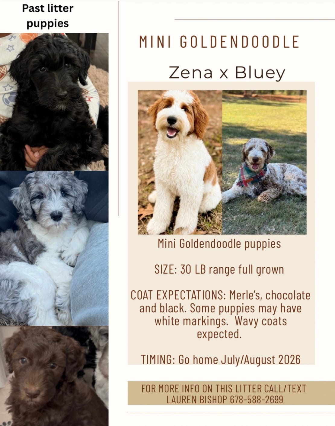 Zena and Bluey's mini goldendoodle puppies (GO HOME JULY/AUGUST 2026)