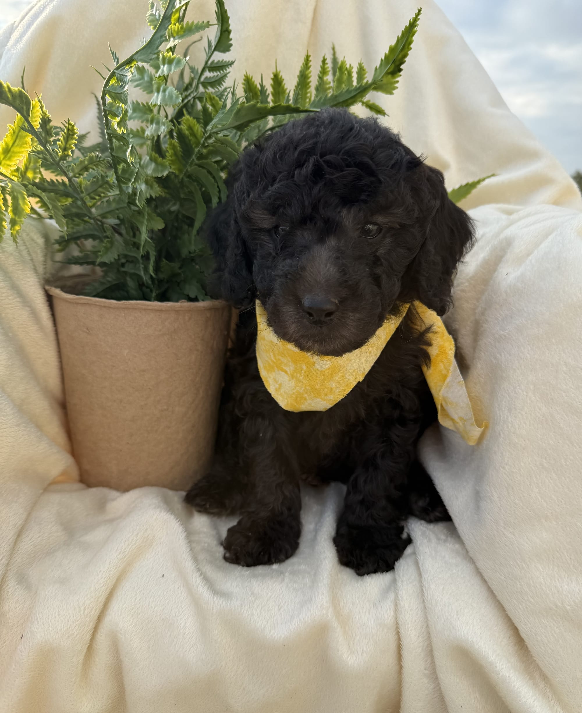 MALE PETITE GOLDENDOODLE PUPPIES (GO HOME 3/6/26)